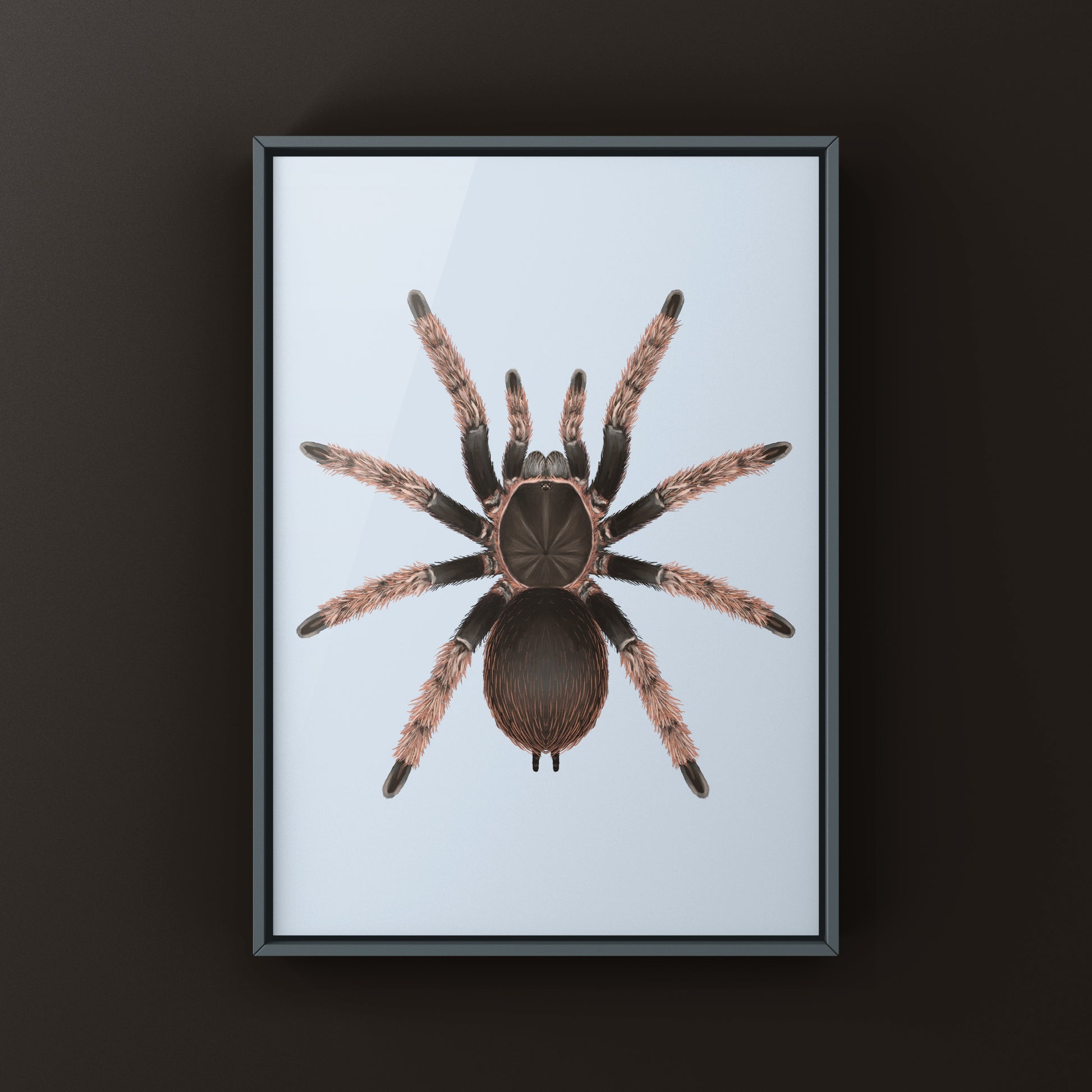 Mexican Pink Tarantula, Brachypelma Klaasi, Photographic Art Print from The Silk Ranch
