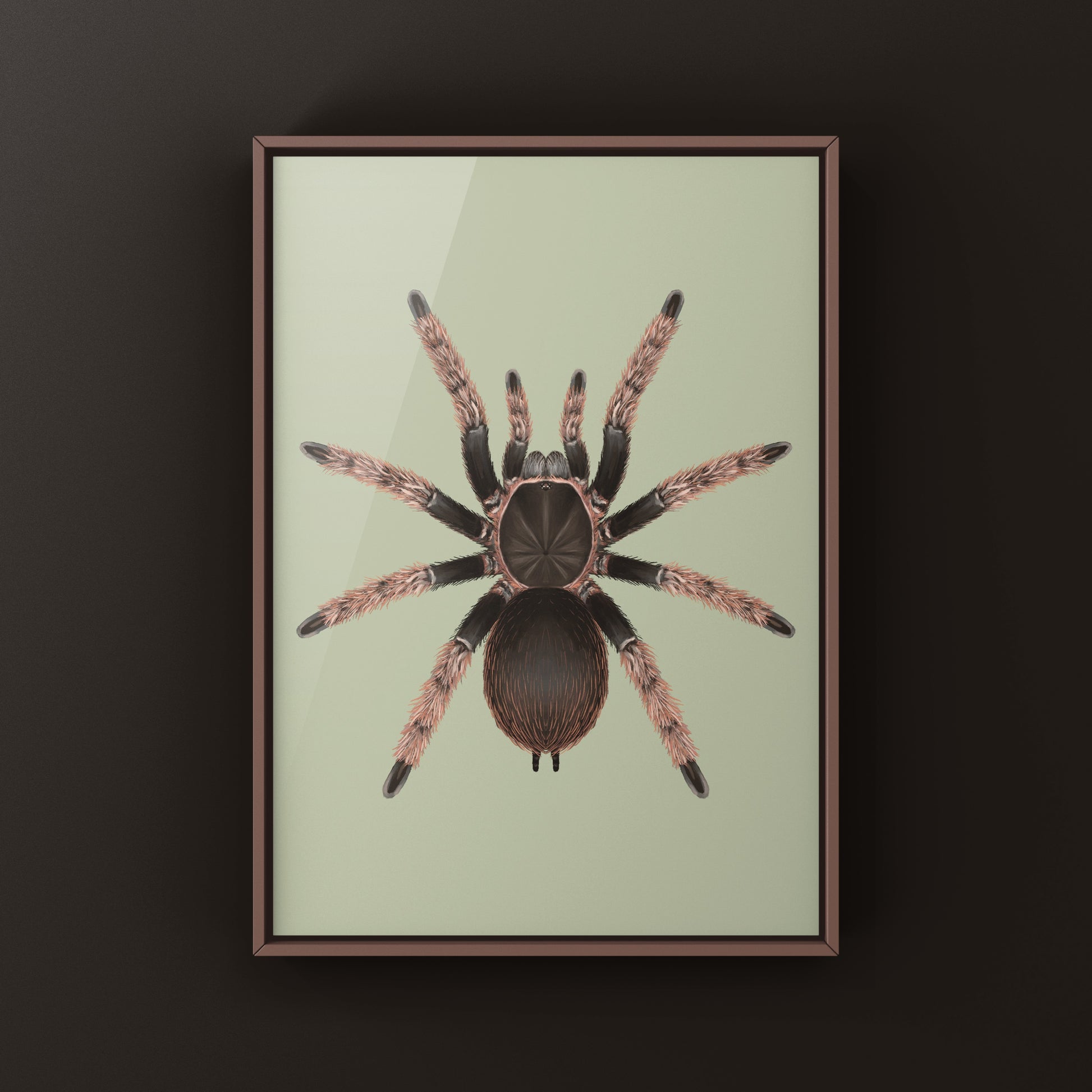 Mexican Pink Tarantula, Brachypelma Klaasi, Photographic Art Print from The Silk Ranch