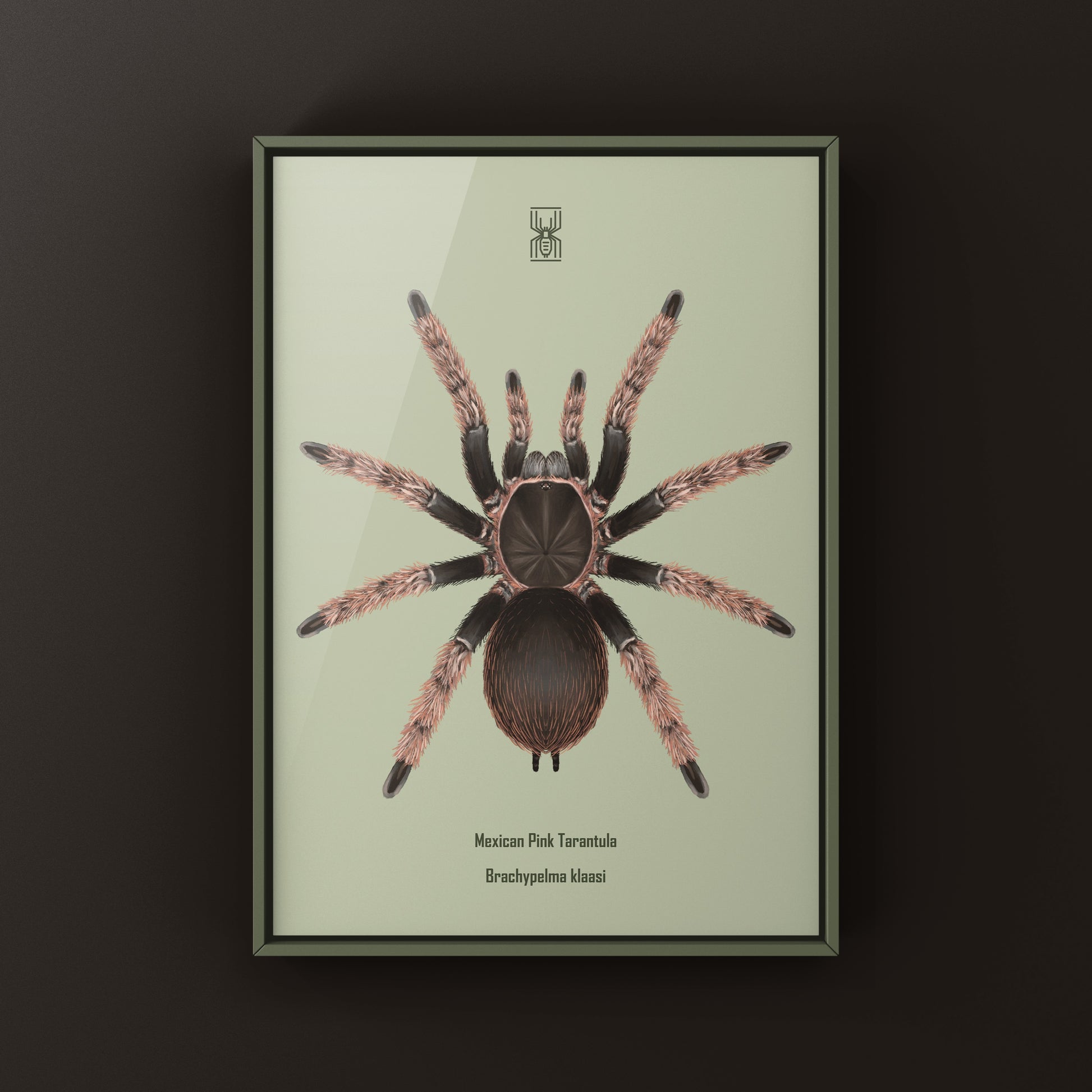 Mexican Pink Tarantula, Brachypelma Klaasi, Photographic Art Print from The Silk Ranch
