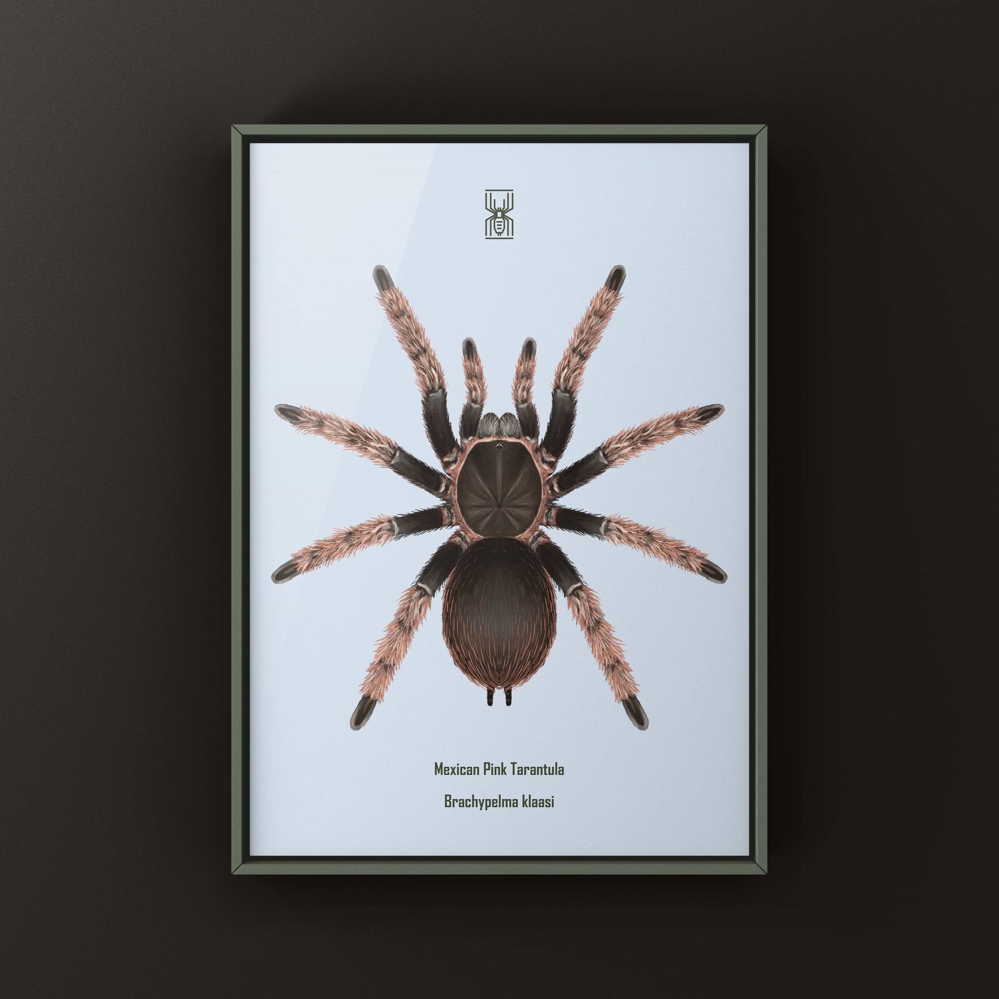 Mexican Pink Tarantula, Brachypelma Klaasi, Photographic Art Print from The Silk Ranch