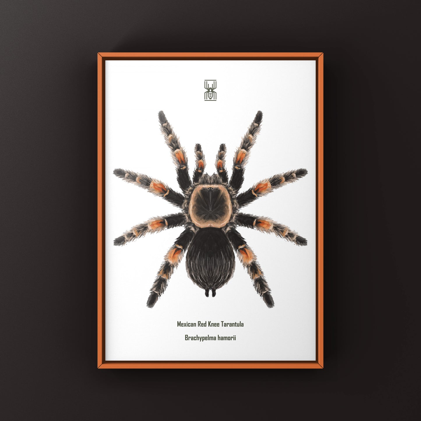 Mexcian Red Knee Tarantula, Brachypelma Hamorii, Photographic Art Print from The Silk Ranch