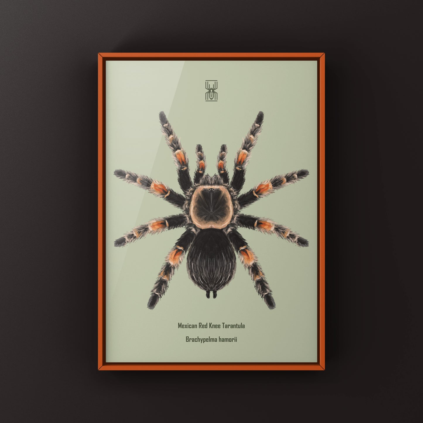 Mexcian Red Knee Tarantula, Brachypelma Hamorii, Photographic Art Print from The Silk Ranch