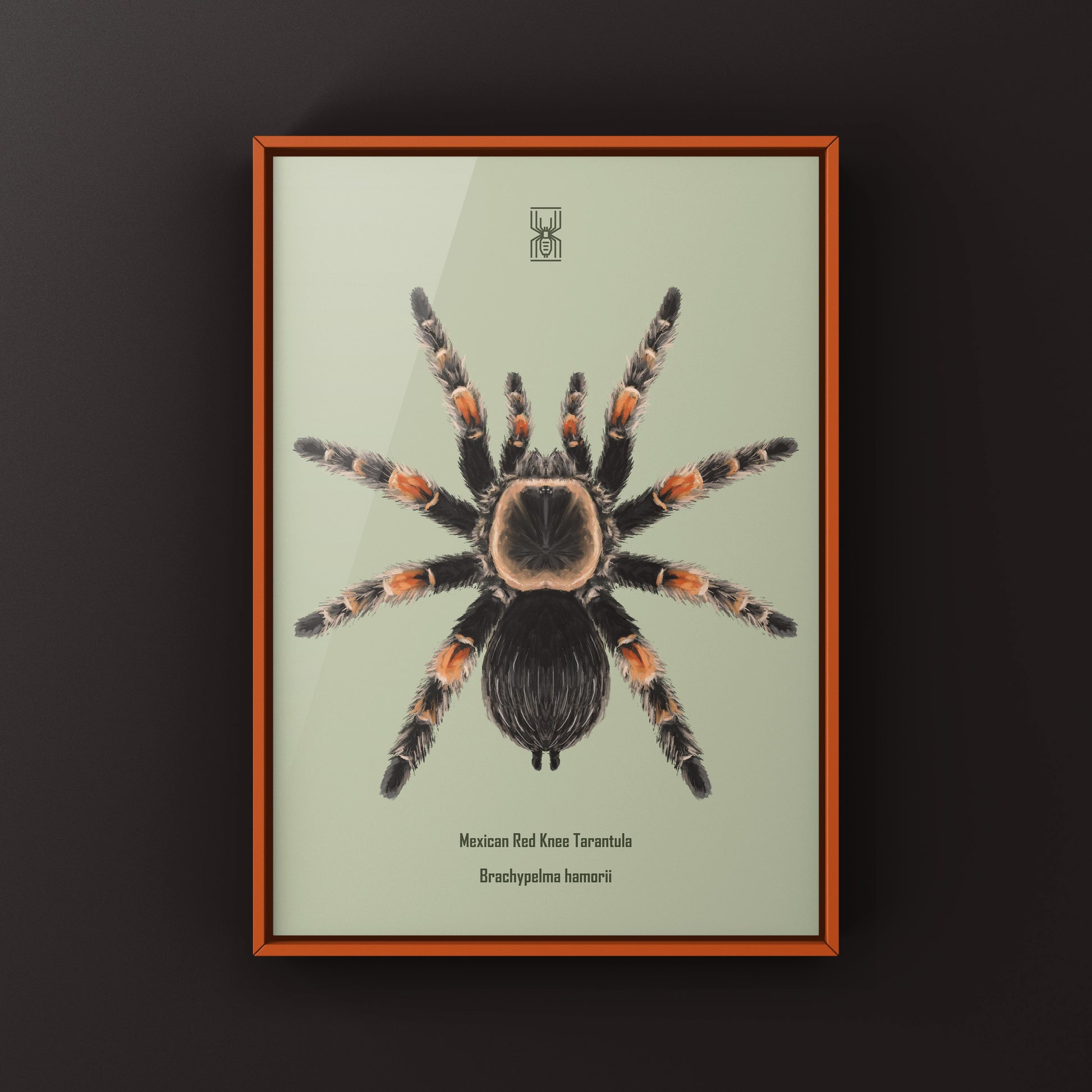 Mexcian Red Knee Tarantula, Brachypelma Hamorii, Photographic Art Print from The Silk Ranch