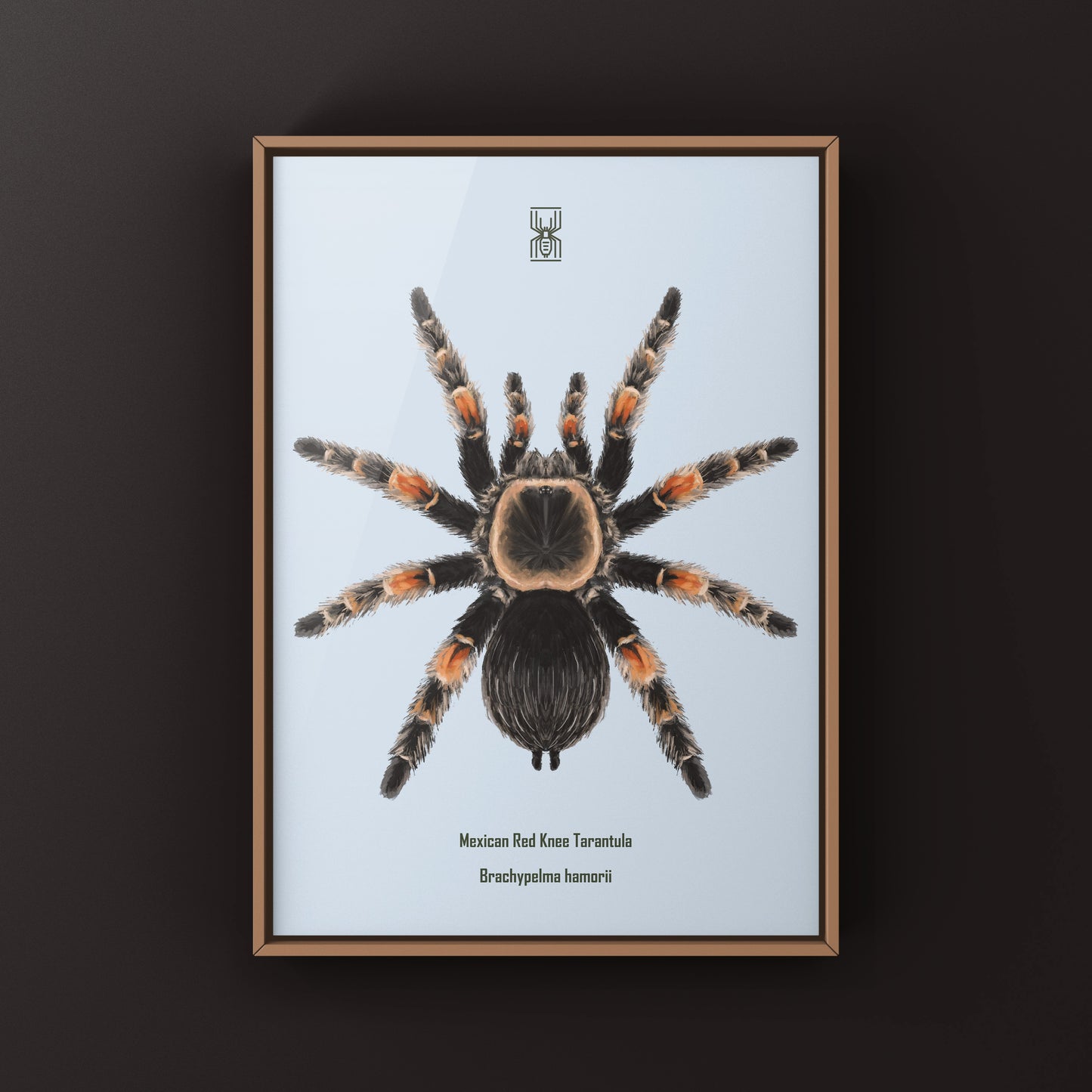 Mexcian Red Knee Tarantula, Brachypelma Hamorii, Photographic Art Print from The Silk Ranch