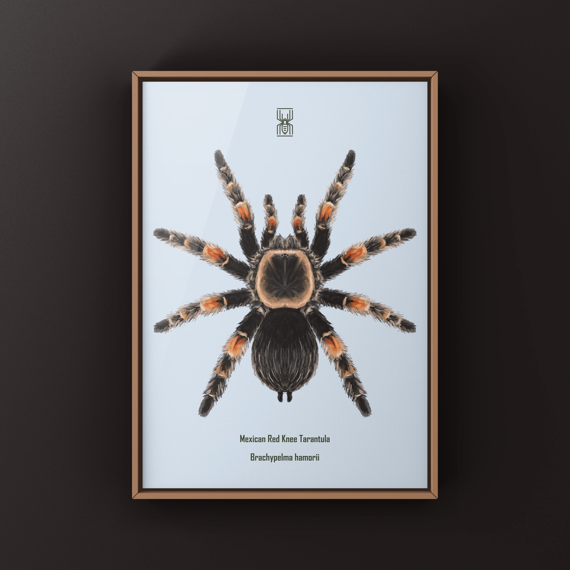 Mexcian Red Knee Tarantula, Brachypelma Hamorii, Photographic Art Print from The Silk Ranch