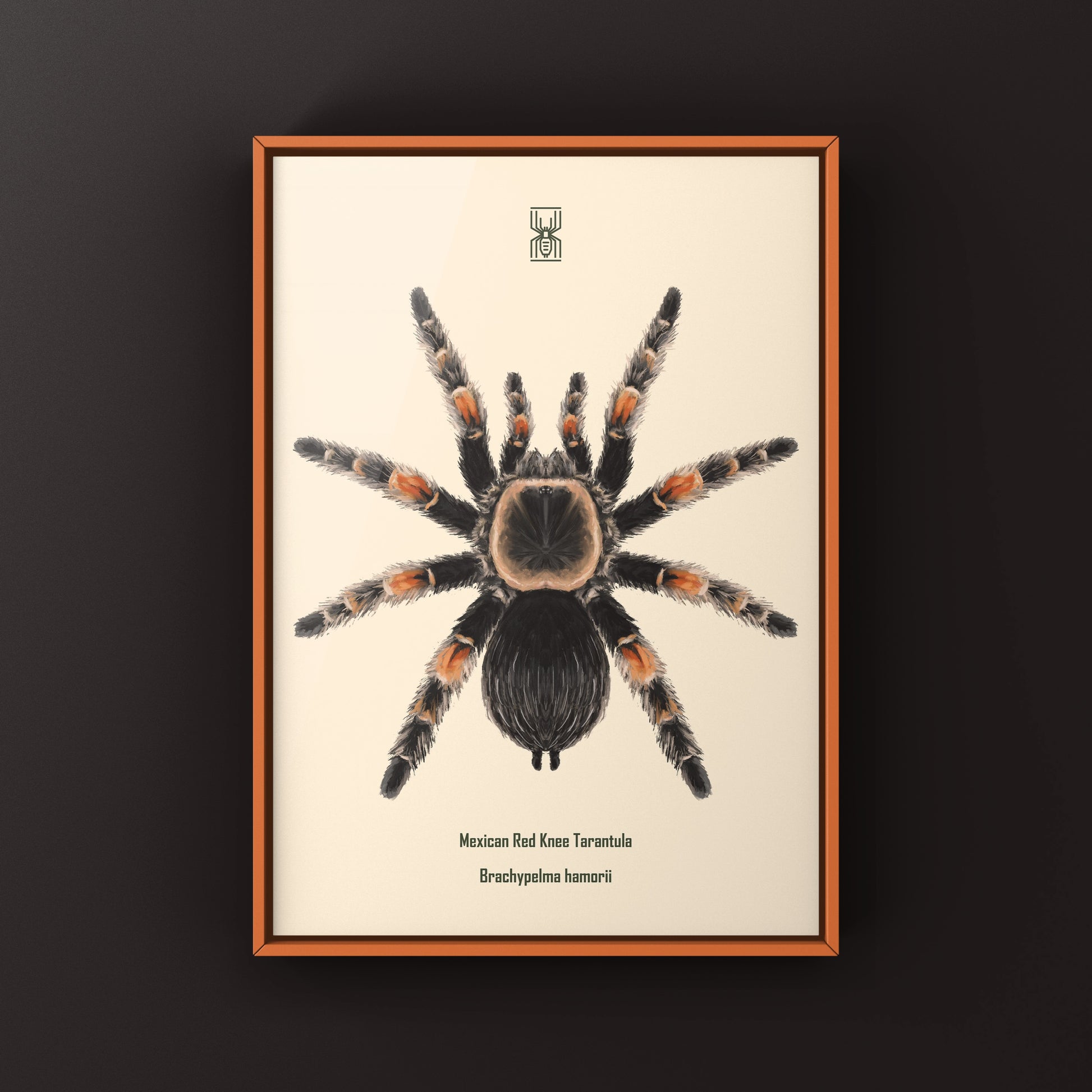 Mexcian Red Knee Tarantula, Brachypelma Hamorii, Photographic Art Print from The Silk Ranch