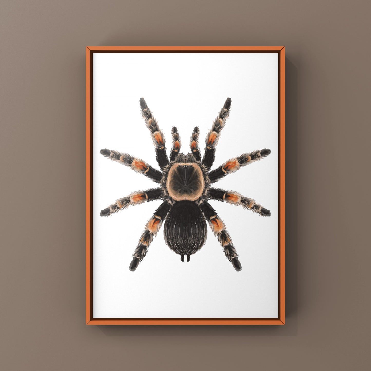 Mexcian Red Knee Tarantula, Brachypelma Hamorii, Photographic Art Print from The Silk Ranch