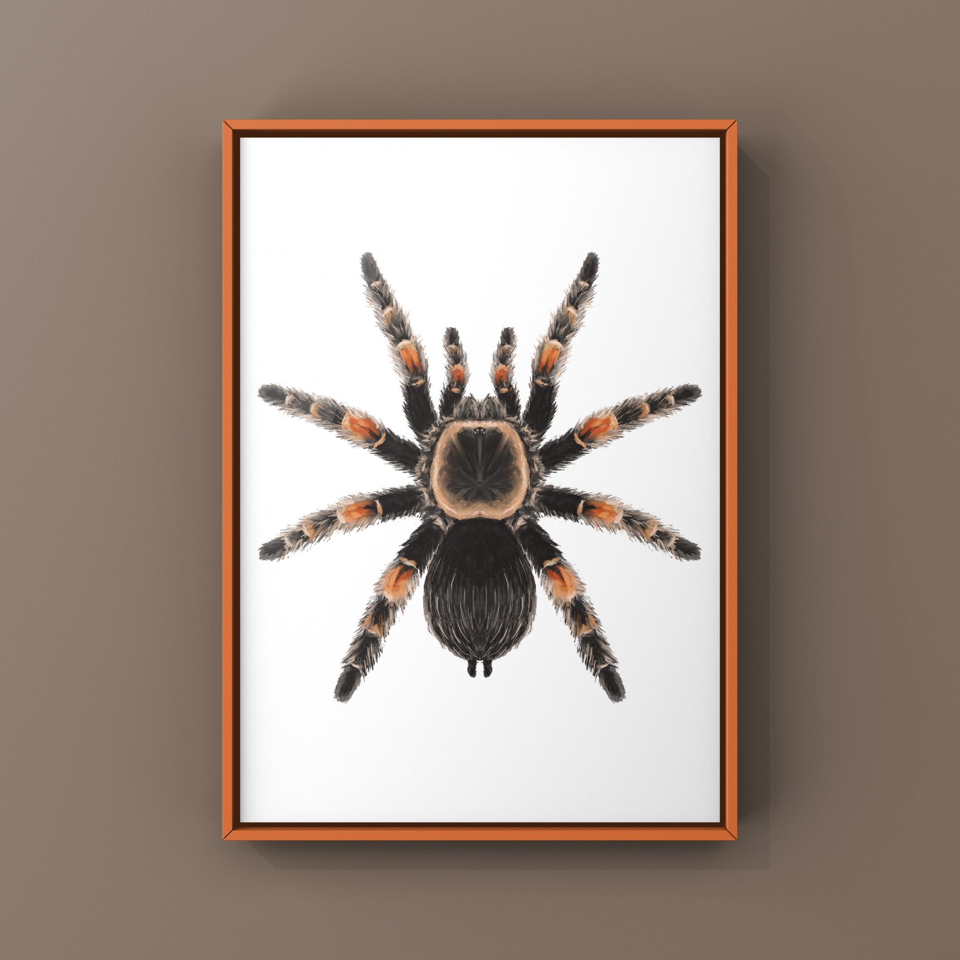 Mexcian Red Knee Tarantula, Brachypelma Hamorii, Photographic Art Print from The Silk Ranch
