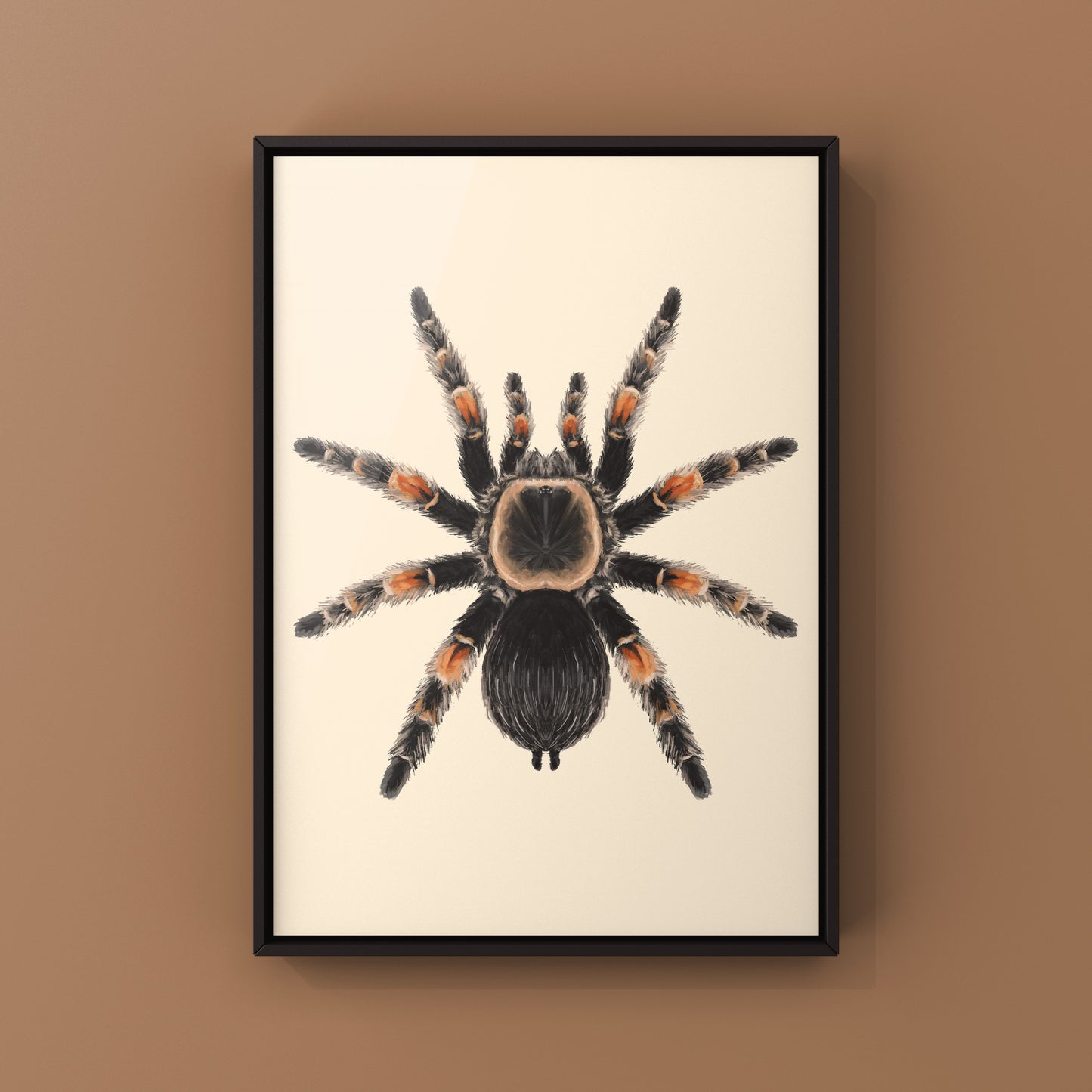 Mexcian Red Knee Tarantula, Brachypelma Hamorii, Photographic Art Print from The Silk Ranch
