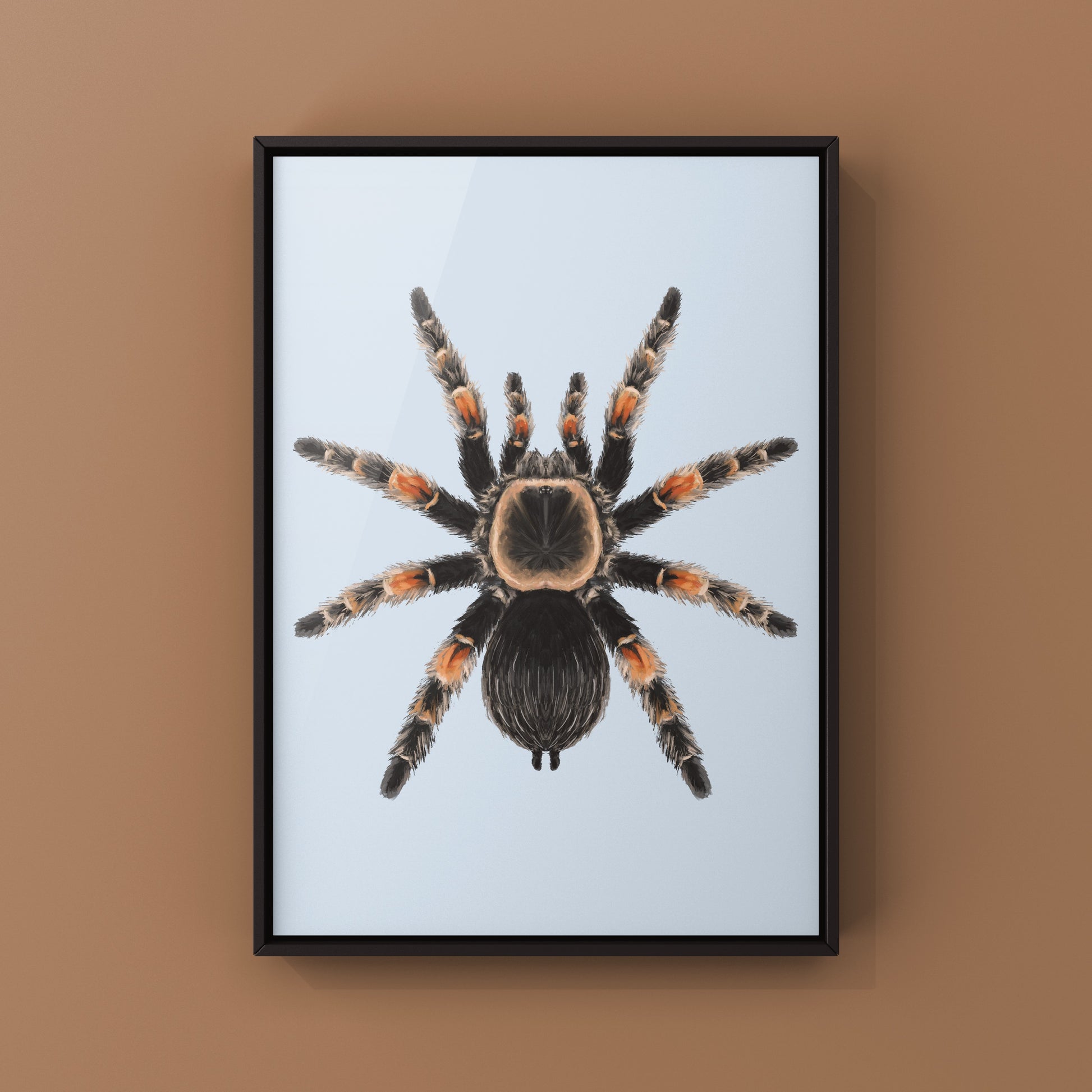 Mexcian Red Knee Tarantula, Brachypelma Hamorii, Photographic Art Print from The Silk Ranch