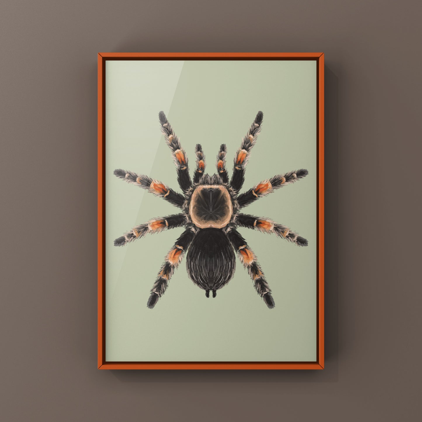 Mexcian Red Knee Tarantula, Brachypelma Hamorii, Photographic Art Print from The Silk Ranch
