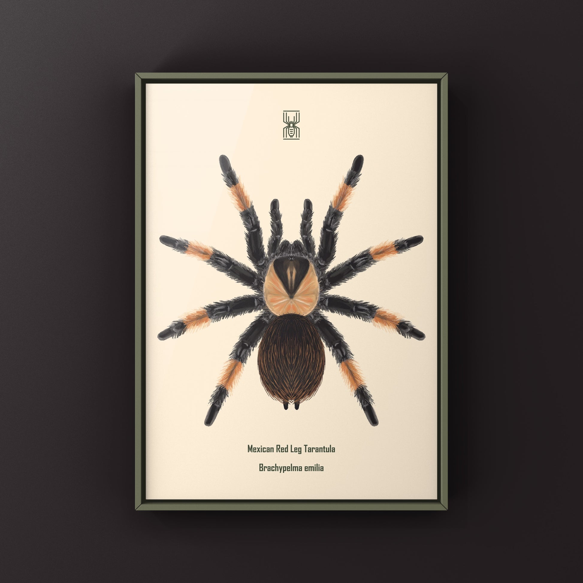 Mexican Red Leg Tarantula, Brachypelma Emilia, Photographic Art Print from The Silk Ranch