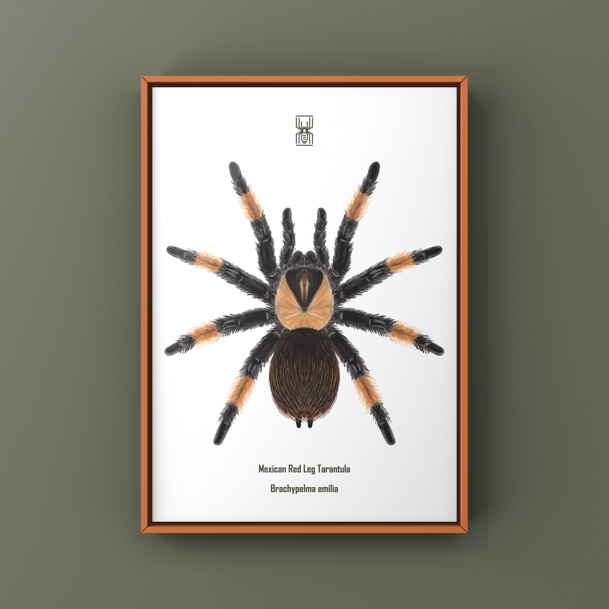 Mexican Red Leg Tarantula, Brachypelma Emilia, Photographic Art Print from The Silk Ranch