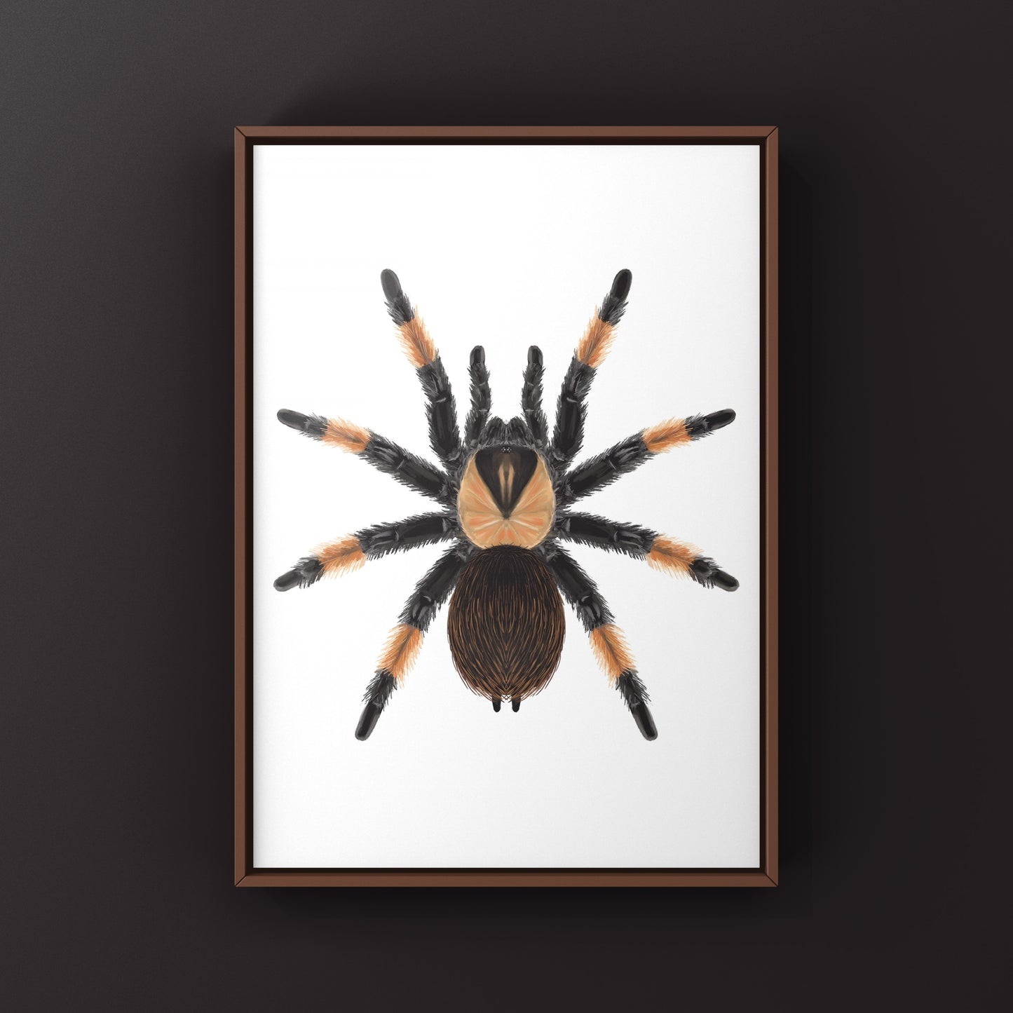 Mexican Red Leg Tarantula, Brachypelma Emilia, Photographic Art Print from The Silk Ranch