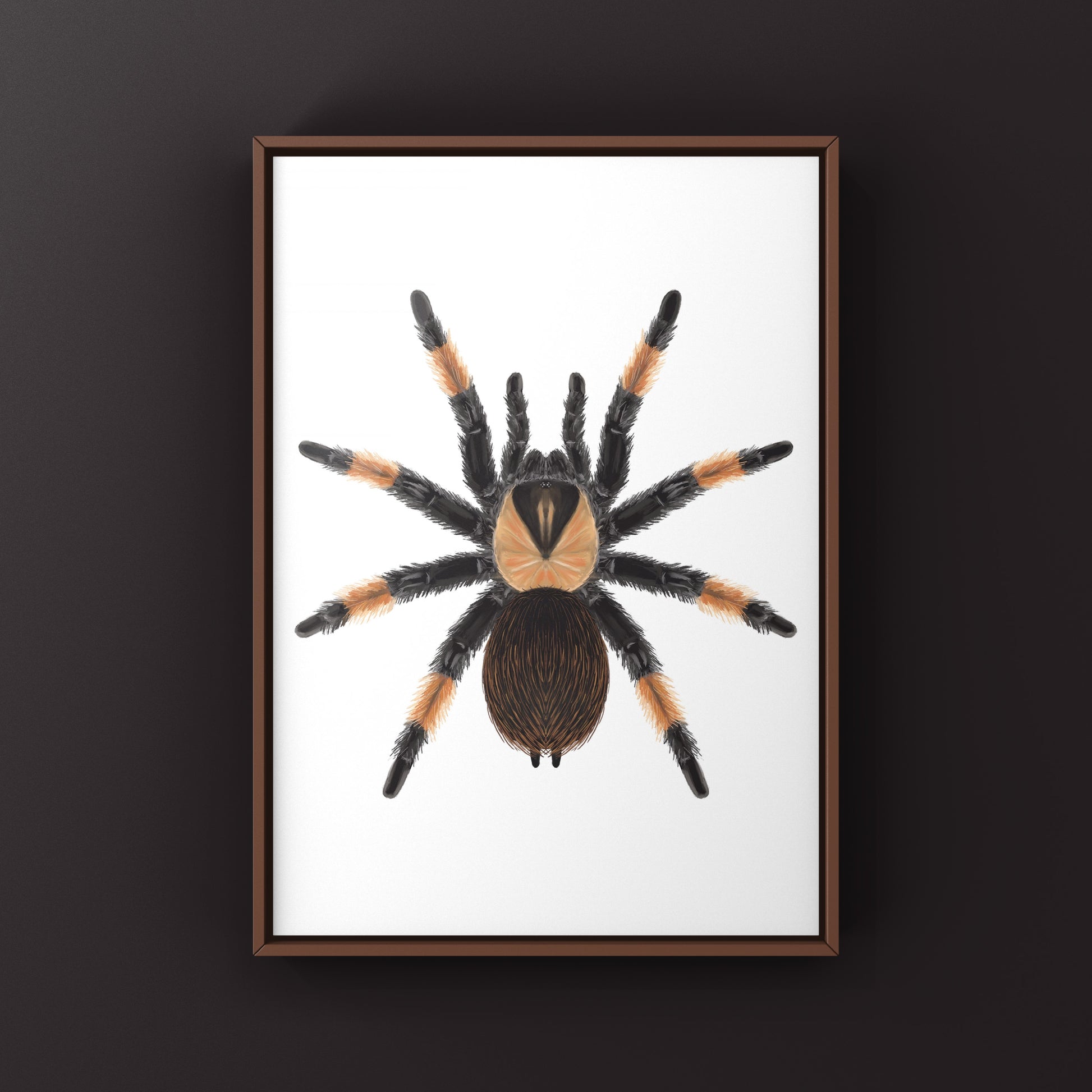 Mexican Red Leg Tarantula, Brachypelma Emilia, Photographic Art Print from The Silk Ranch