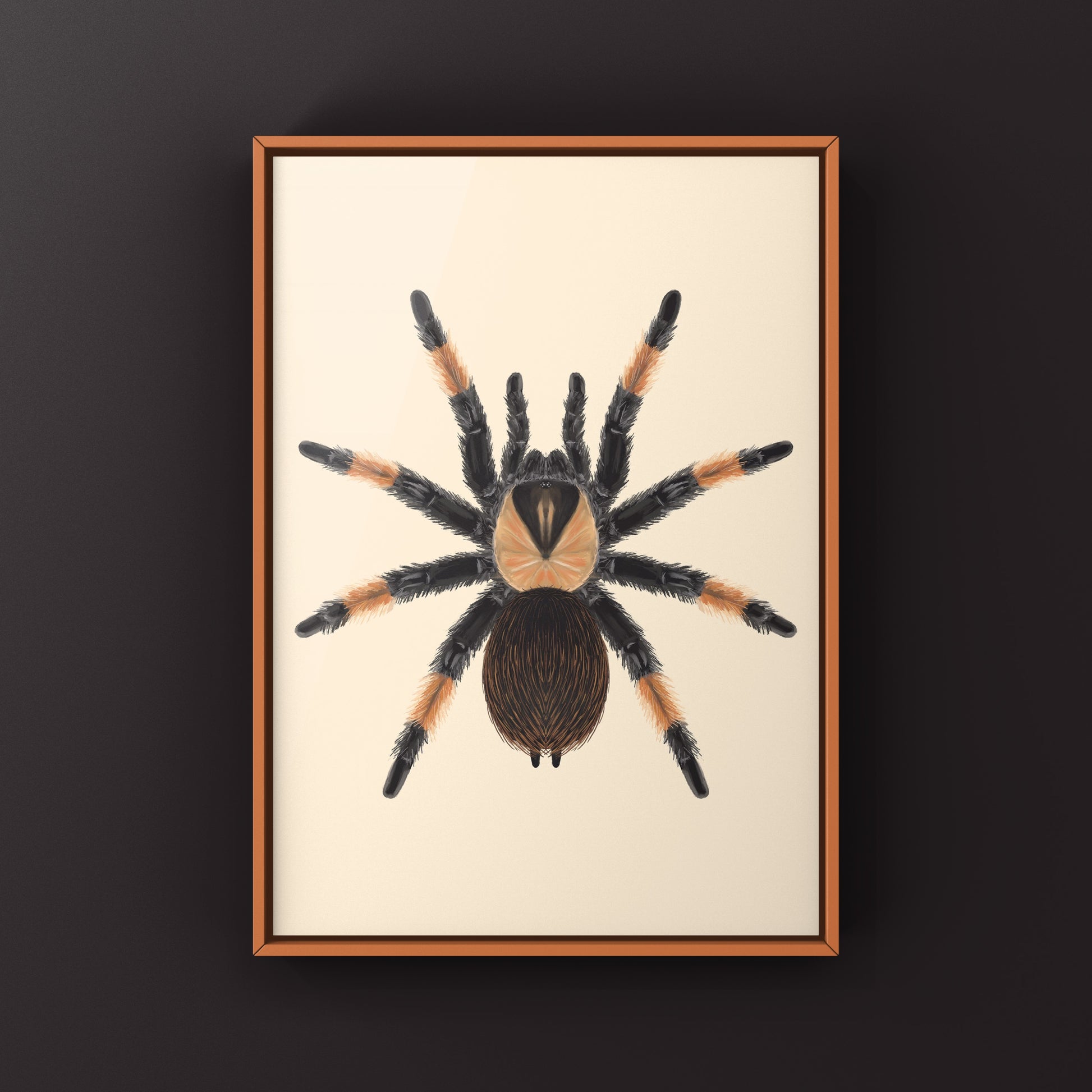 Mexican Red Leg Tarantula, Brachypelma Emilia, Photographic Art Print from The Silk Ranch