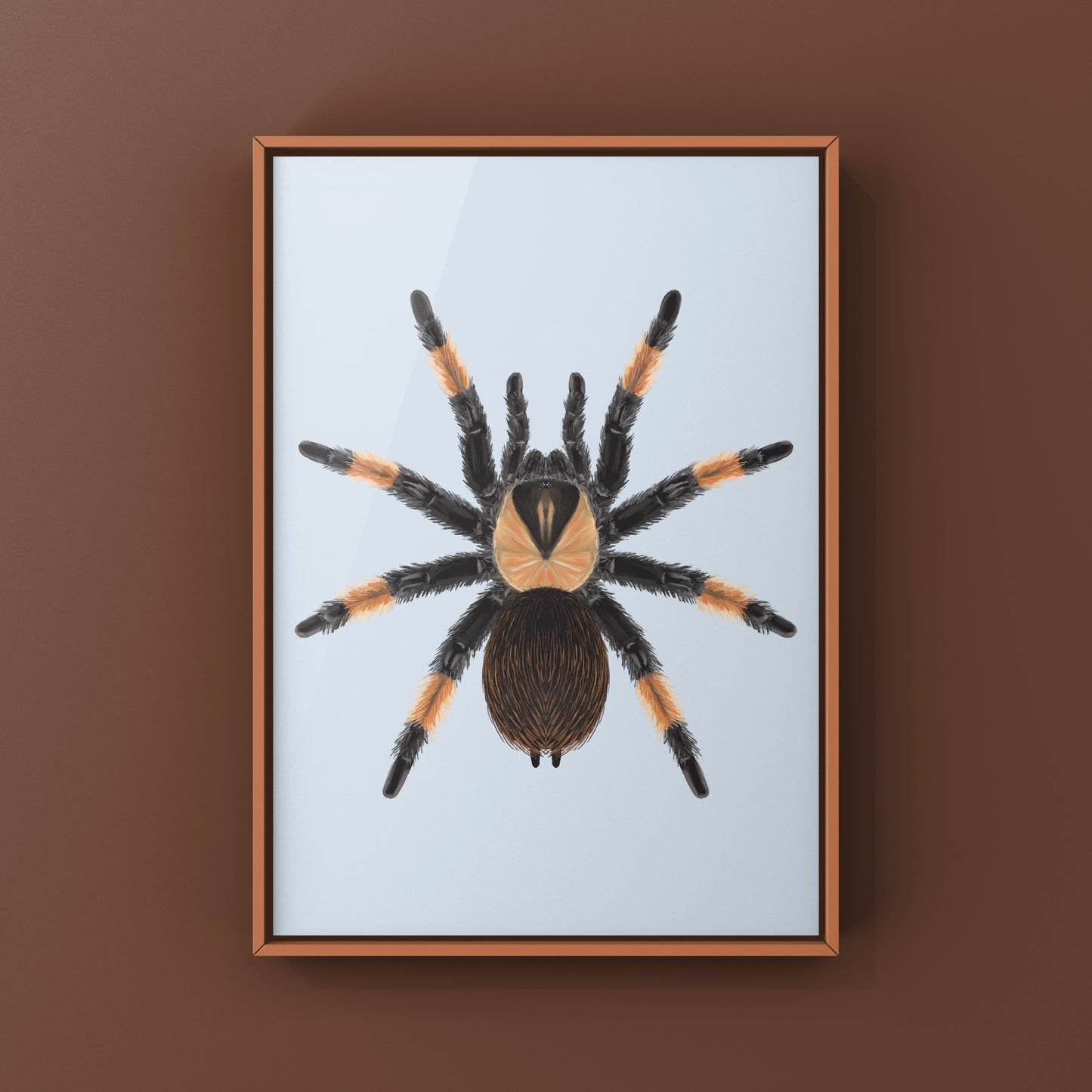 Mexican Red Leg Tarantula, Brachypelma Emilia, Photographic Art Print from The Silk Ranch