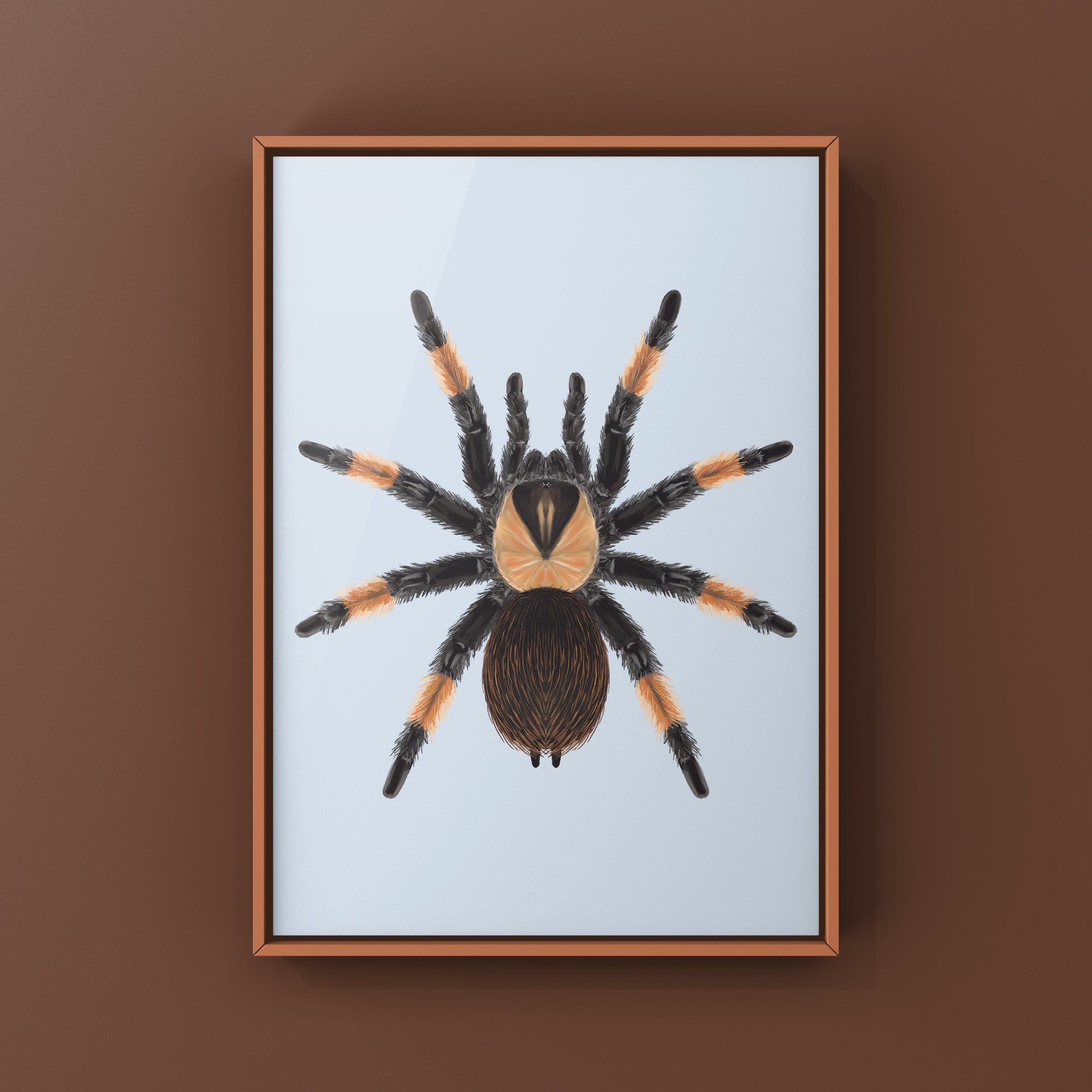 Mexican Red Leg Tarantula, Brachypelma Emilia, Photographic Art Print from The Silk Ranch