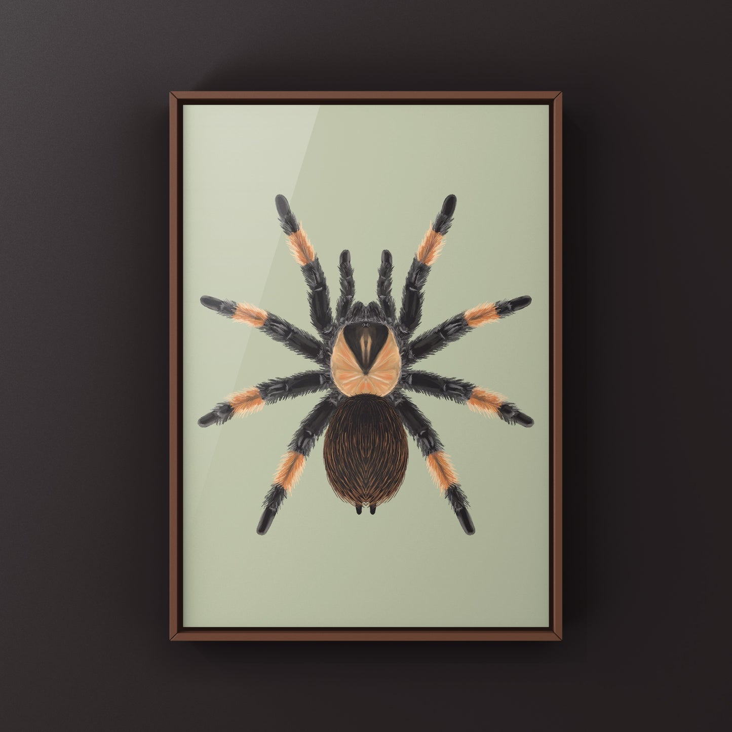 Mexican Red Leg Tarantula, Brachypelma Emilia, Photographic Art Print from The Silk Ranch