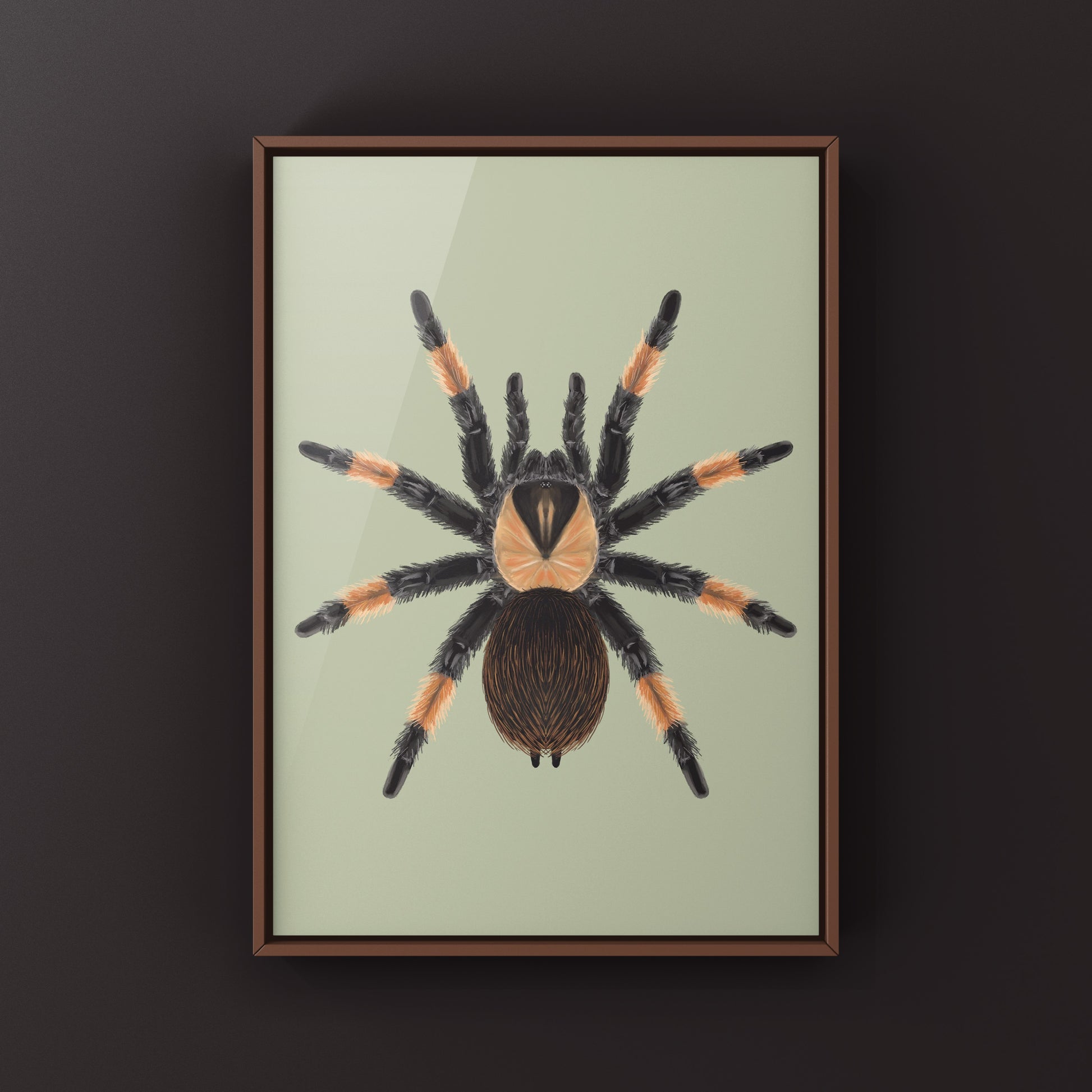 Mexican Red Leg Tarantula, Brachypelma Emilia, Photographic Art Print from The Silk Ranch