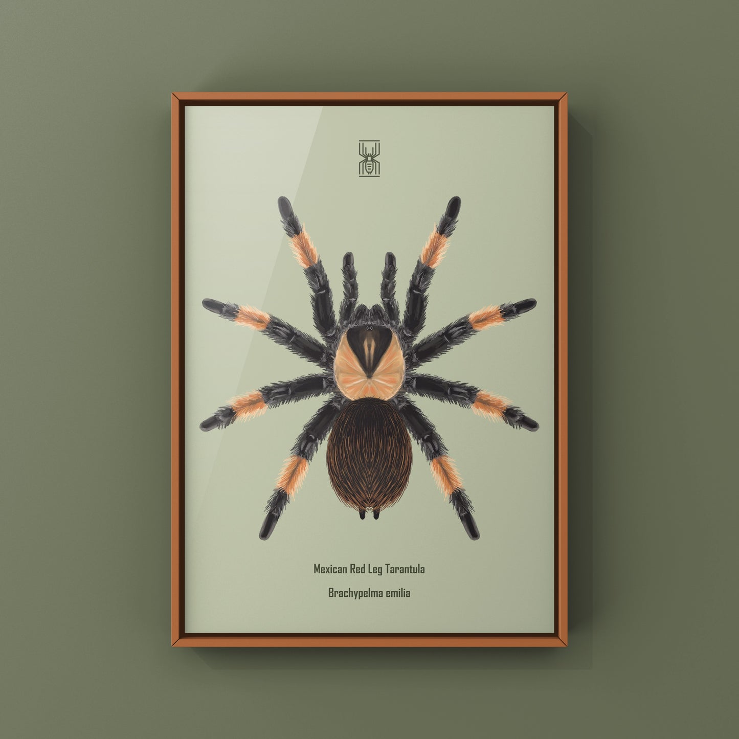 Mexican Red Leg Tarantula, Brachypelma Emilia, Photographic Art Print from The Silk Ranch