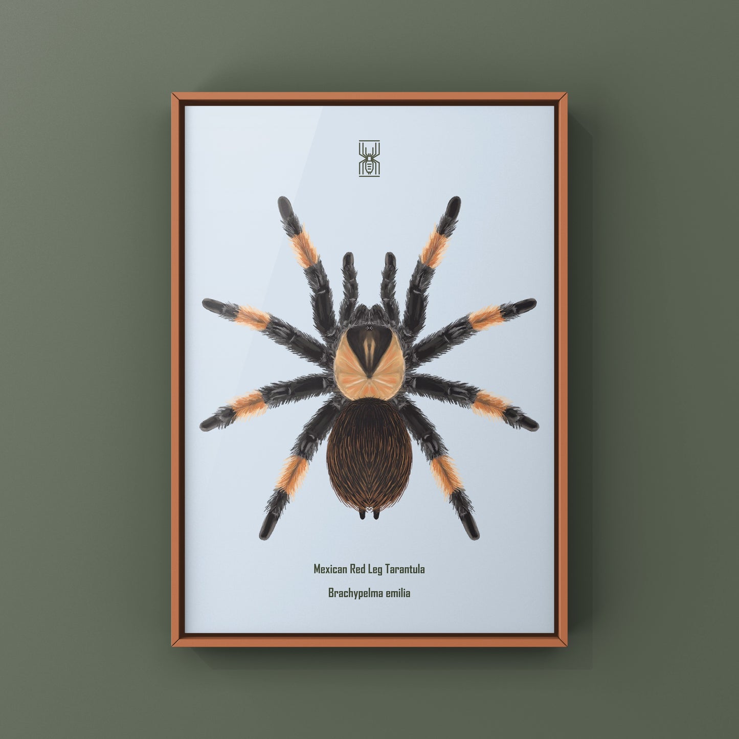 Mexican Red Leg Tarantula, Brachypelma Emilia, Photographic Art Print from The Silk Ranch