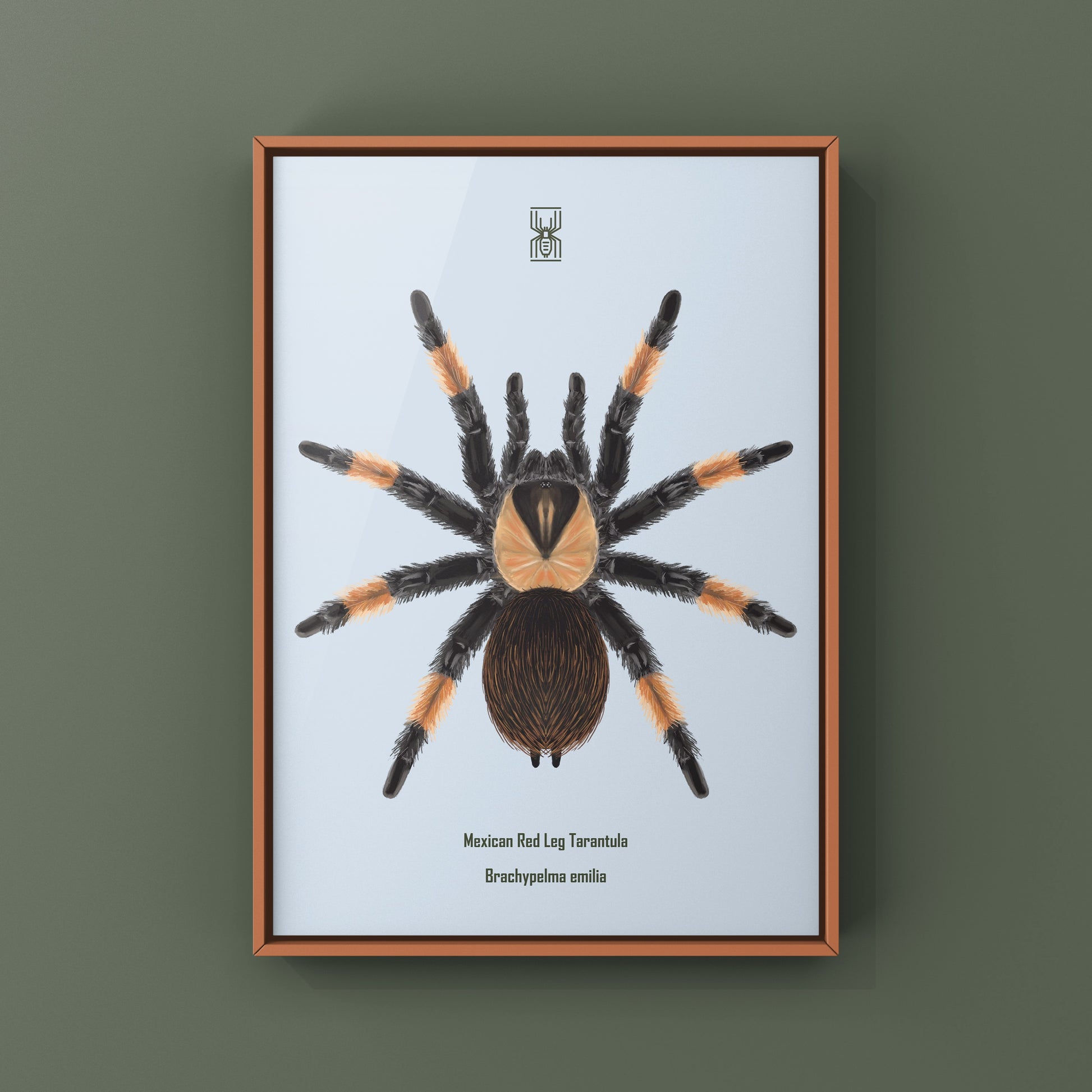 Mexican Red Leg Tarantula, Brachypelma Emilia, Photographic Art Print from The Silk Ranch
