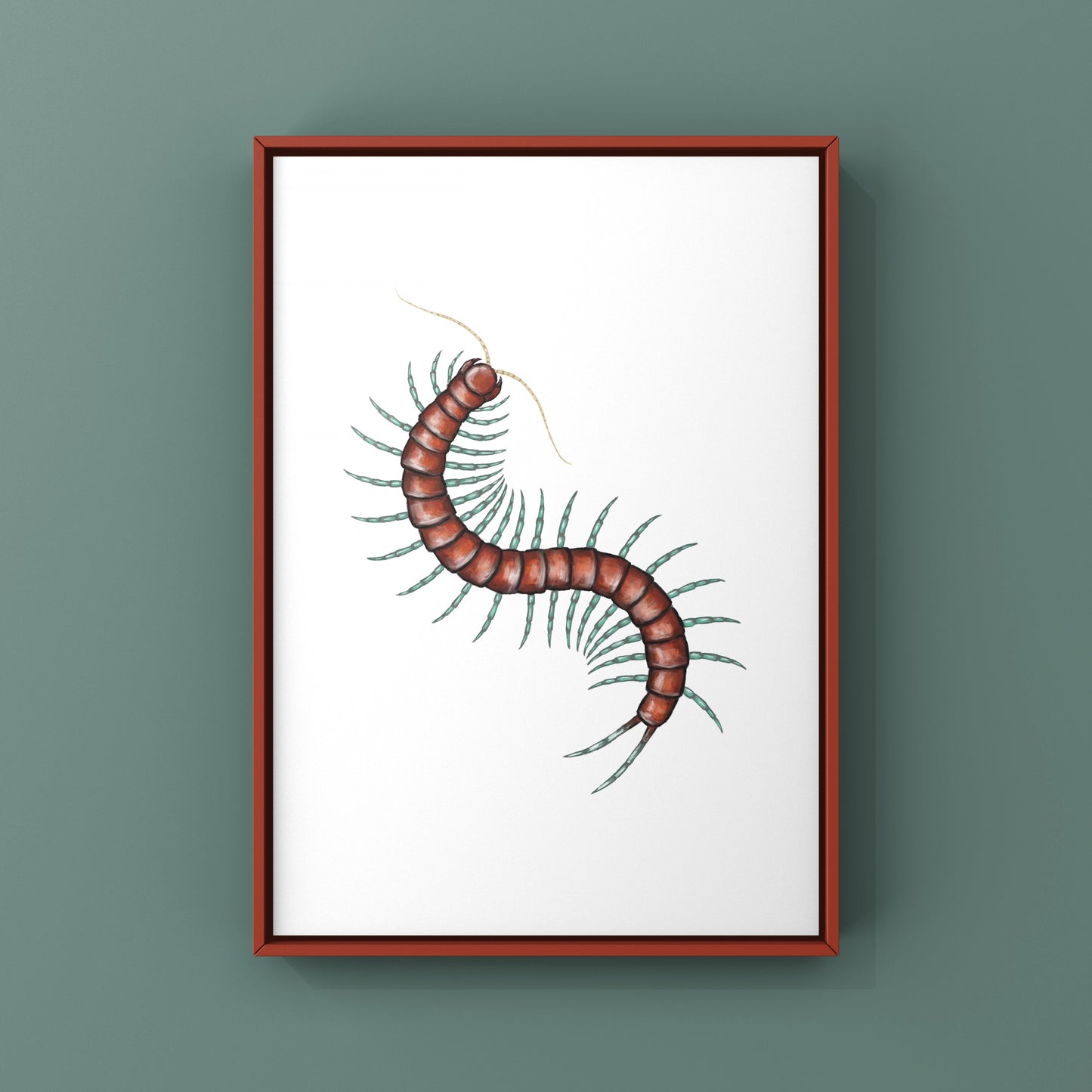 Mint Leg Centipede, Scolopendra sp. Mint Legs, Photographic Art Print from The Silk Ranch