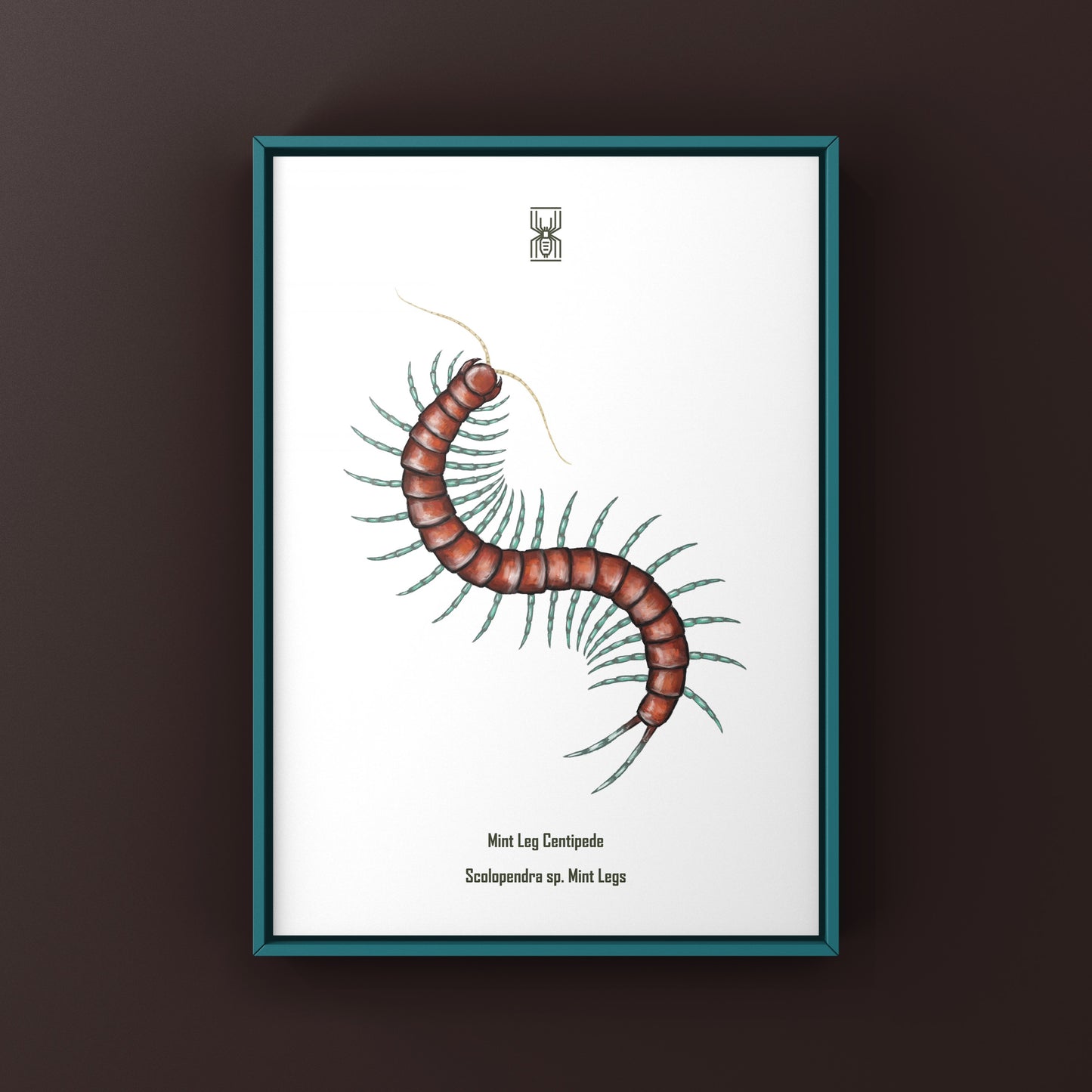 Mint Leg Centipede, Scolopendra sp. Mint Legs, Photographic Art Print from The Silk Ranch