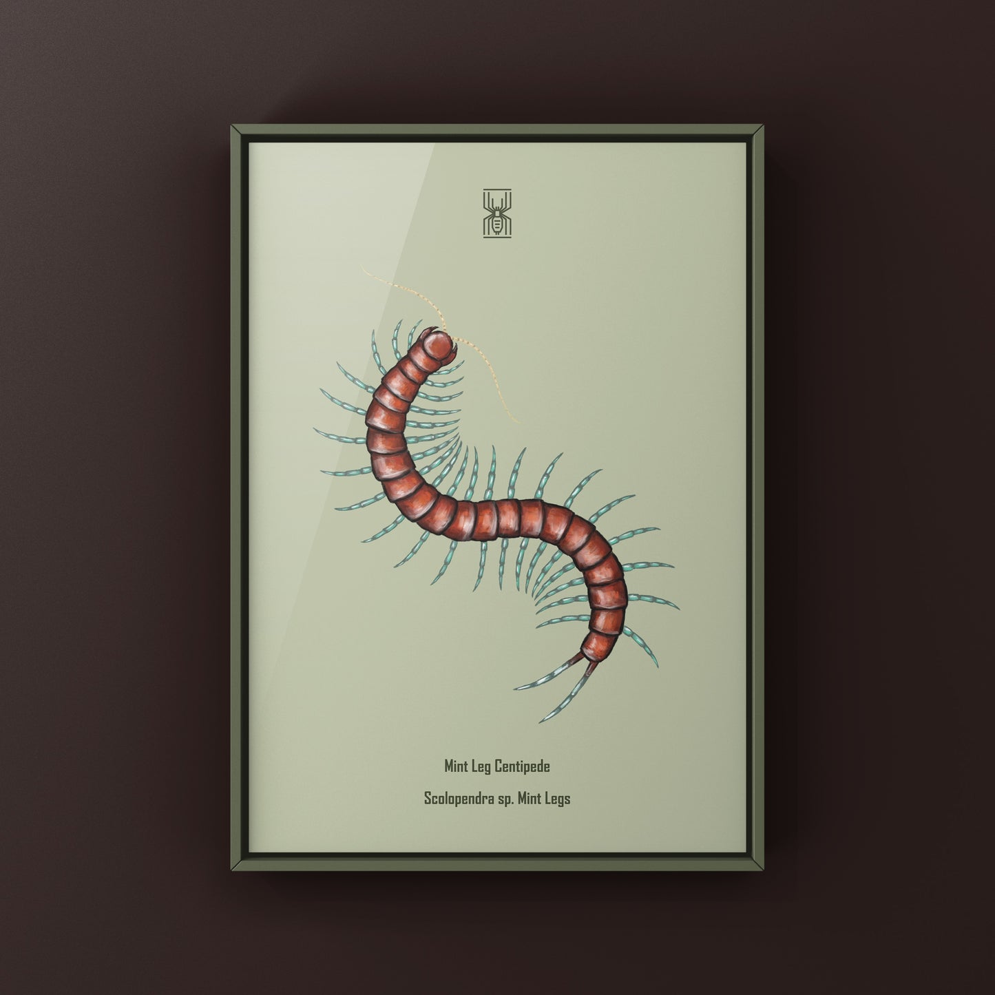 Mint Leg Centipede, Scolopendra sp. Mint Legs, Photographic Art Print from The Silk Ranch