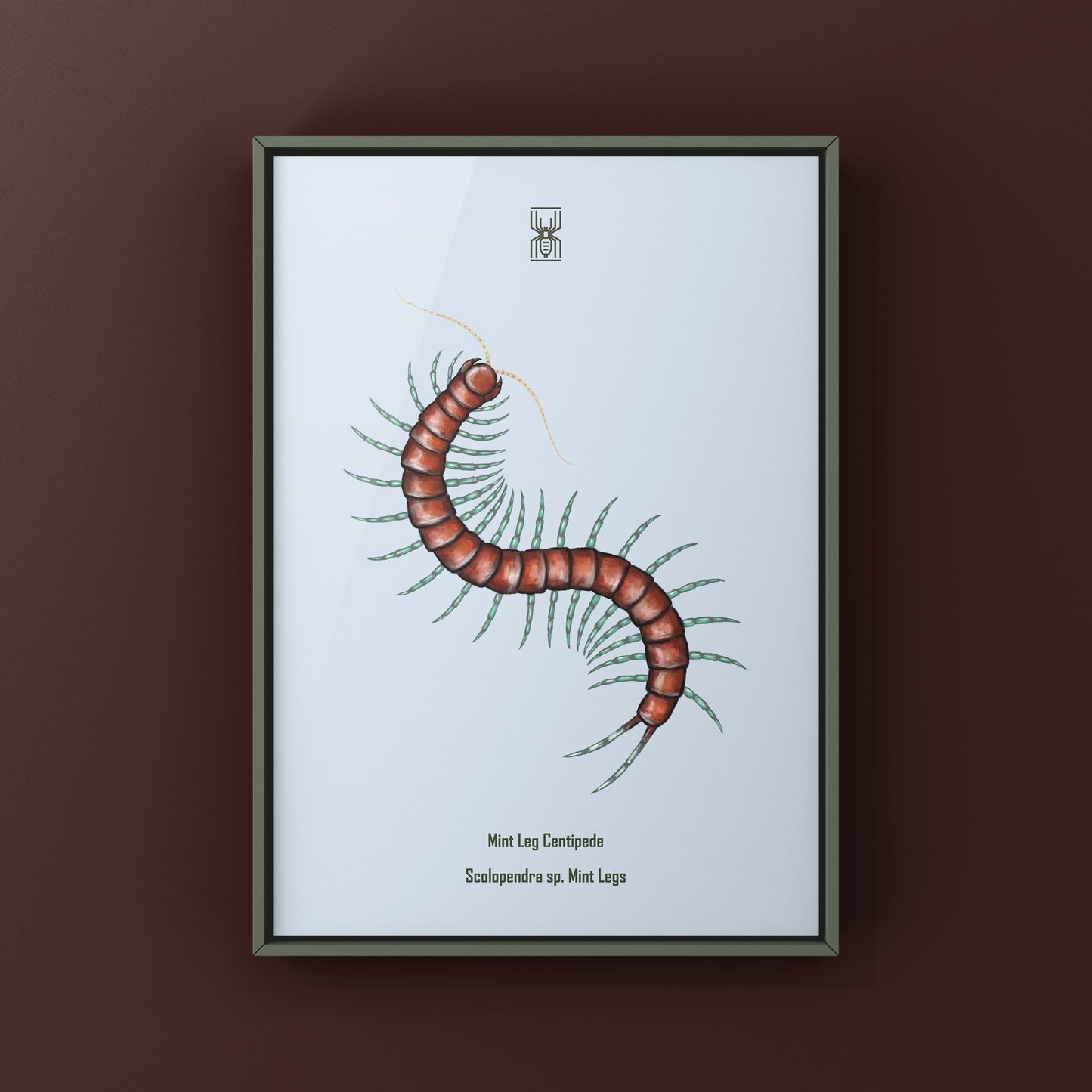 Mint Leg Centipede, Scolopendra sp. Mint Legs, Photographic Art Print from The Silk Ranch