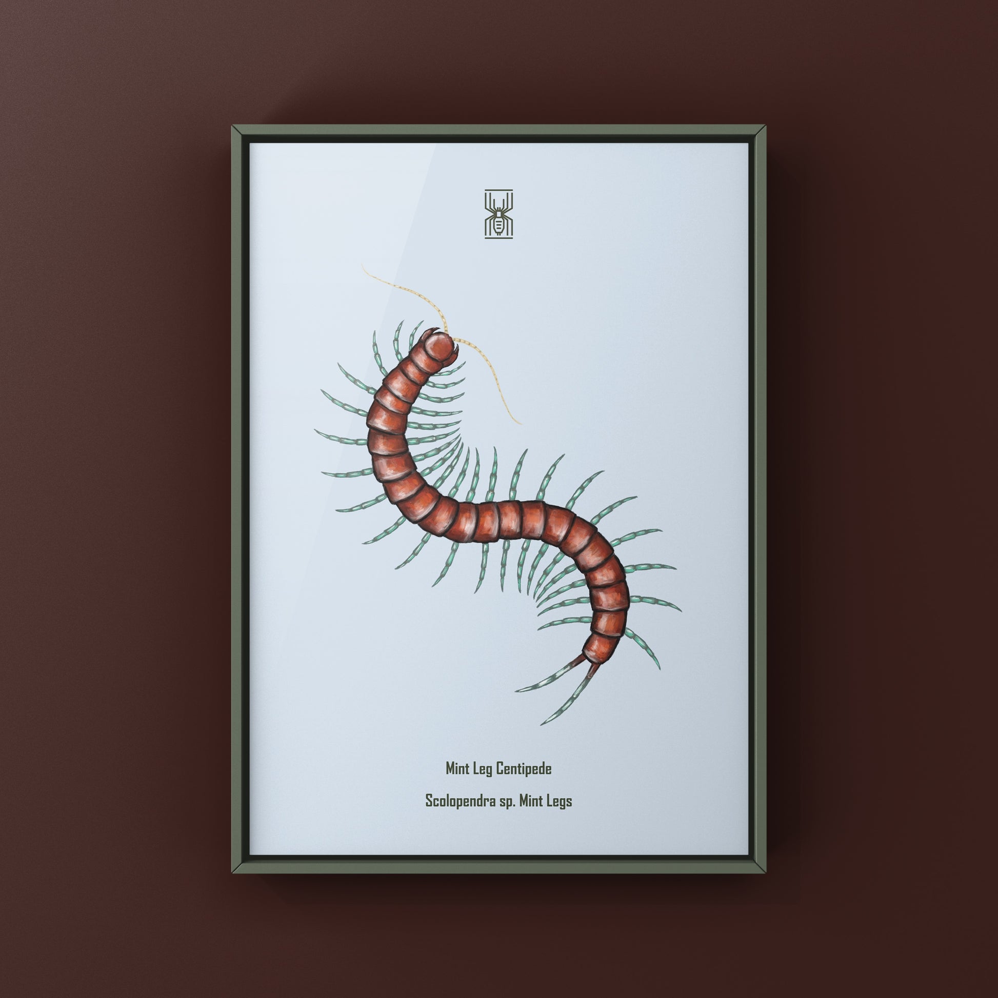 Mint Leg Centipede, Scolopendra sp. Mint Legs, Photographic Art Print from The Silk Ranch