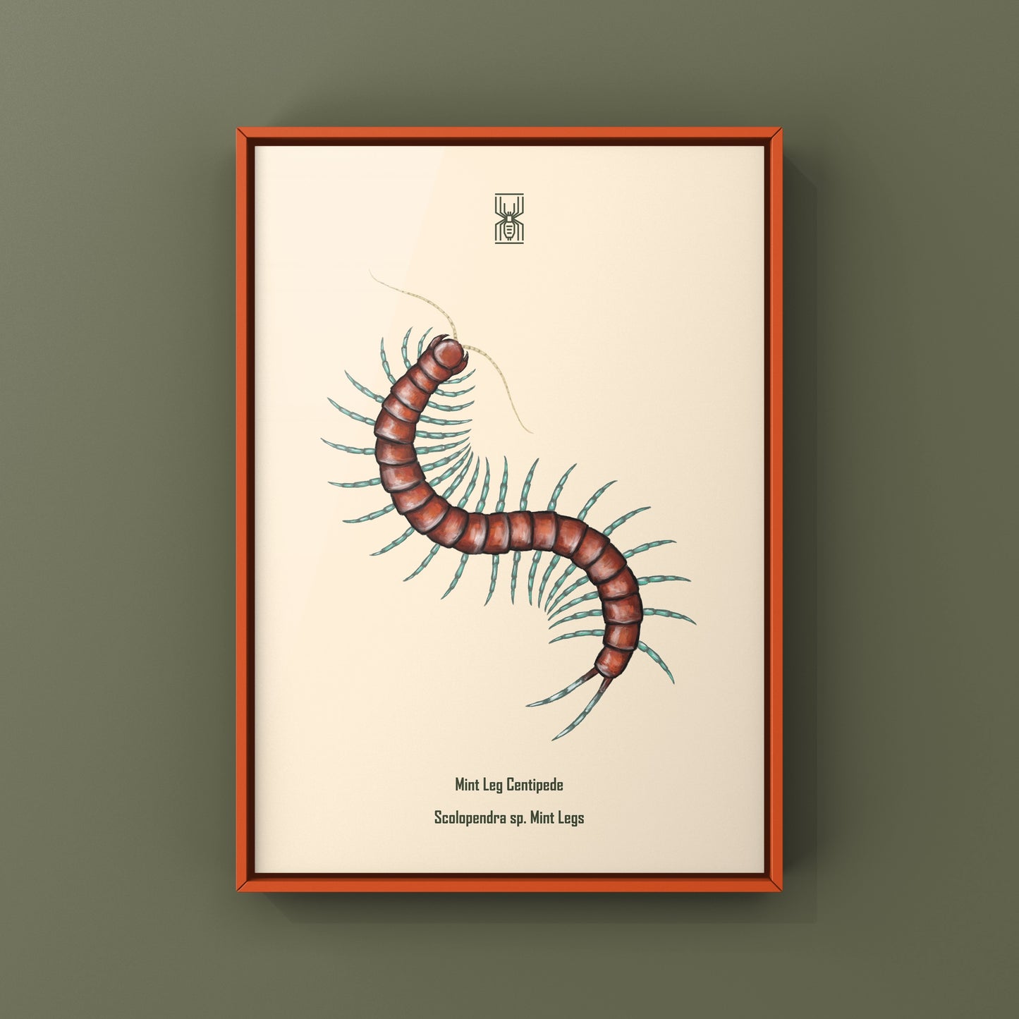 Mint Leg Centipede, Scolopendra sp. Mint Legs, Photographic Art Print from The Silk Ranch