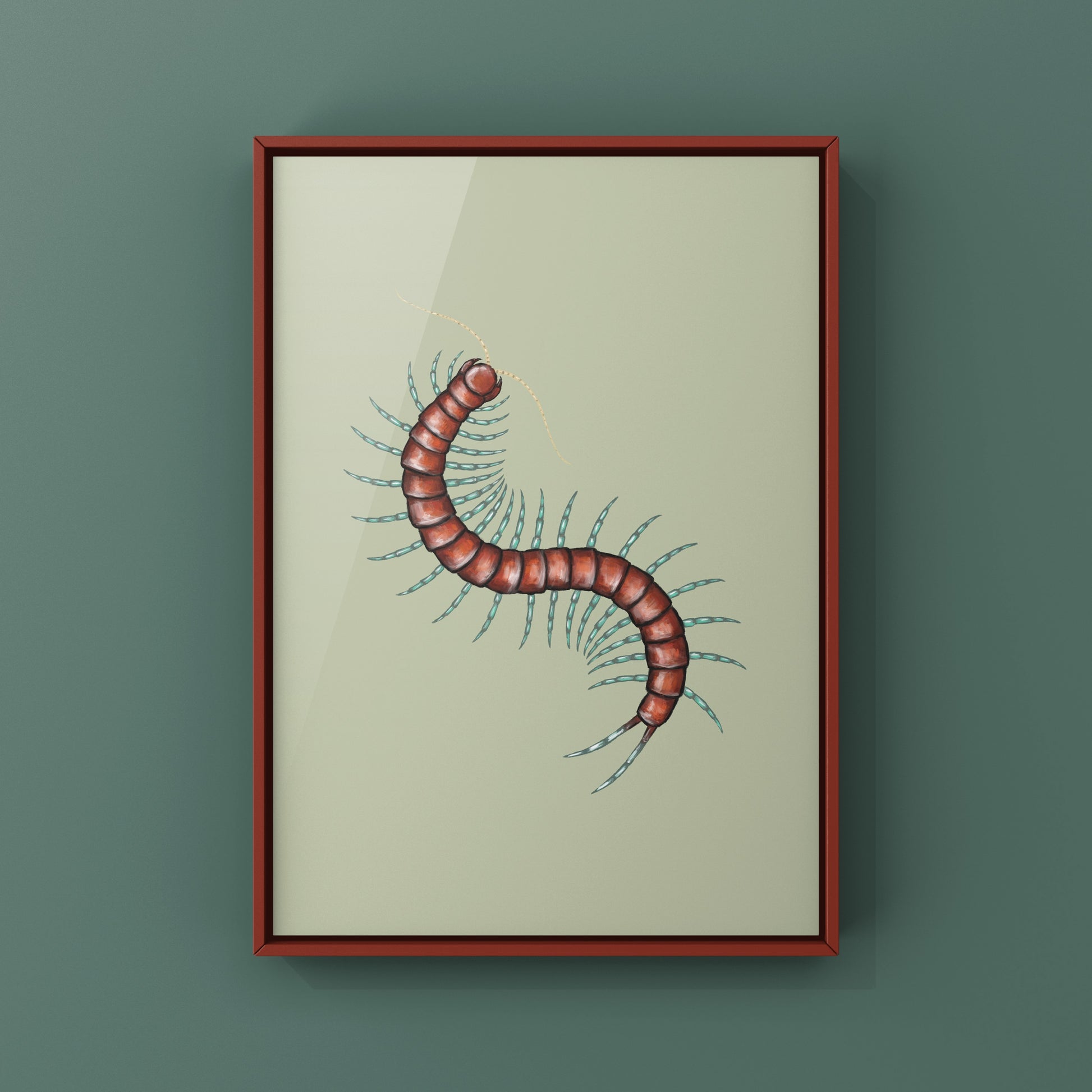 Mint Leg Centipede, Scolopendra sp. Mint Legs, Photographic Art Print from The Silk Ranch