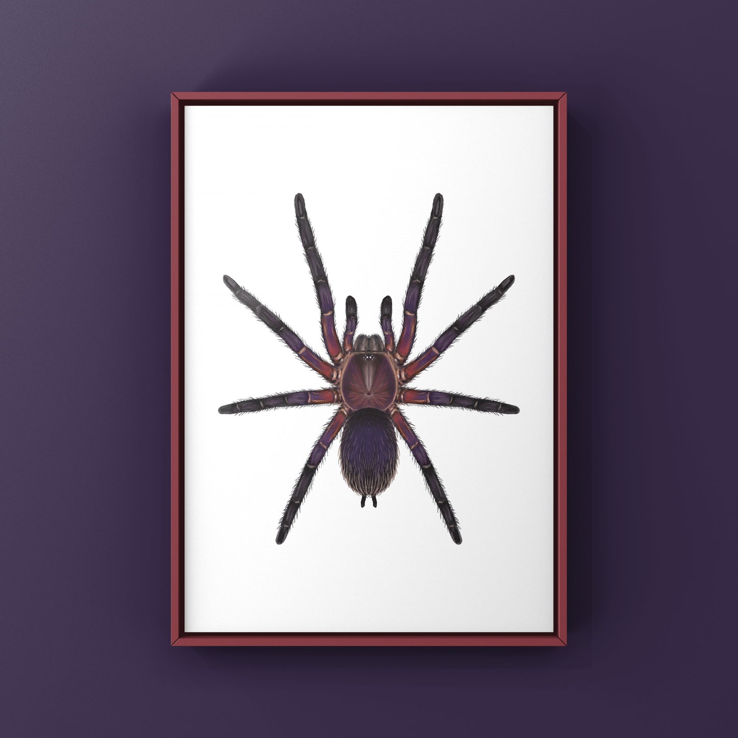 Neon Purple Blast Tarantula, Dolichothele Rufoniger, Photographic Art Print from The Silk Ranch