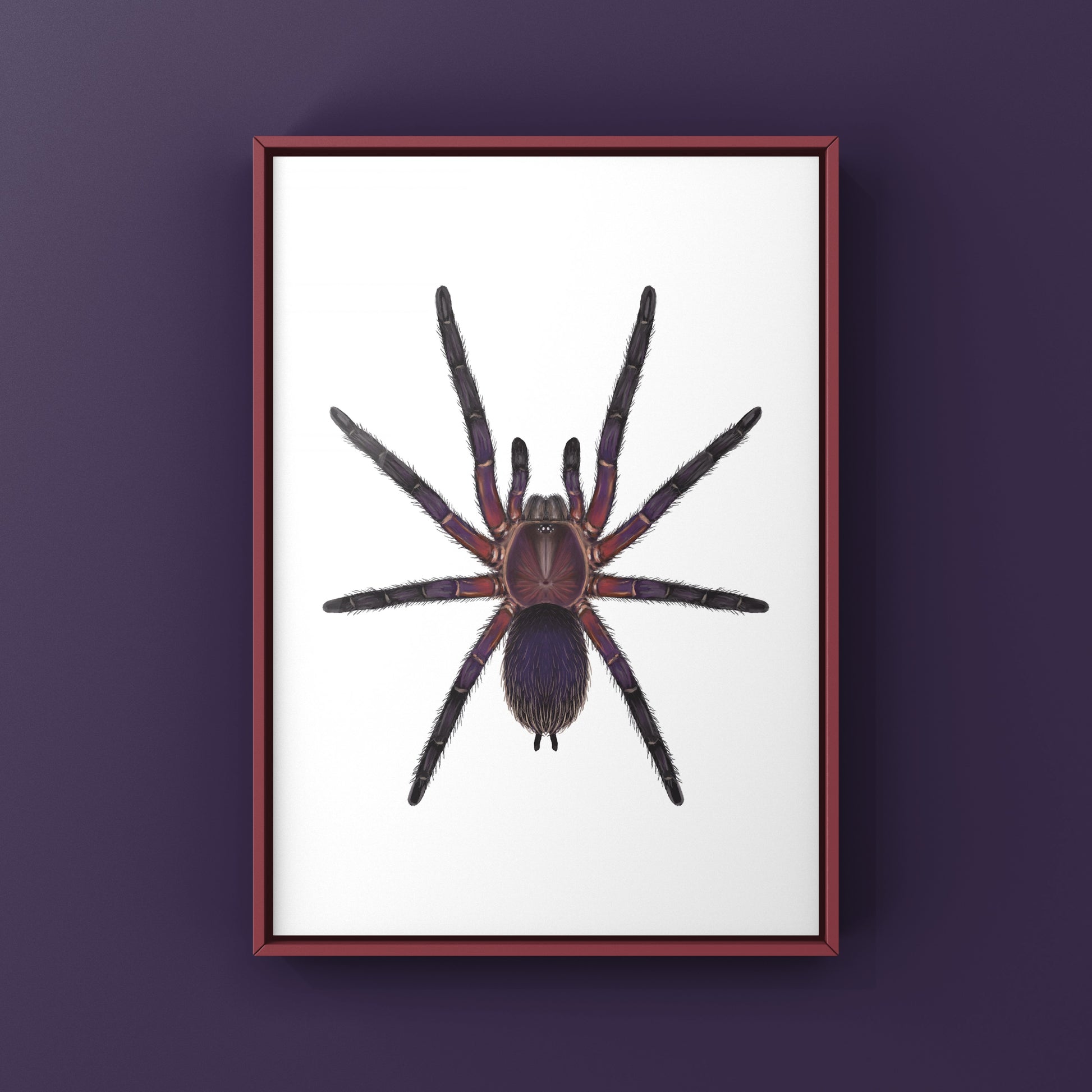 Neon Purple Blast Tarantula, Dolichothele Rufoniger, Photographic Art Print from The Silk Ranch