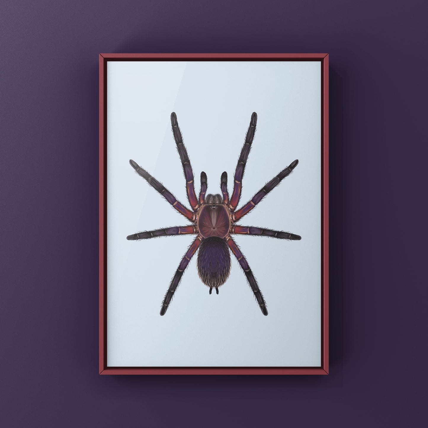 Neon Purple Blast Tarantula, Dolichothele Rufoniger, Photographic Art Print from The Silk Ranch