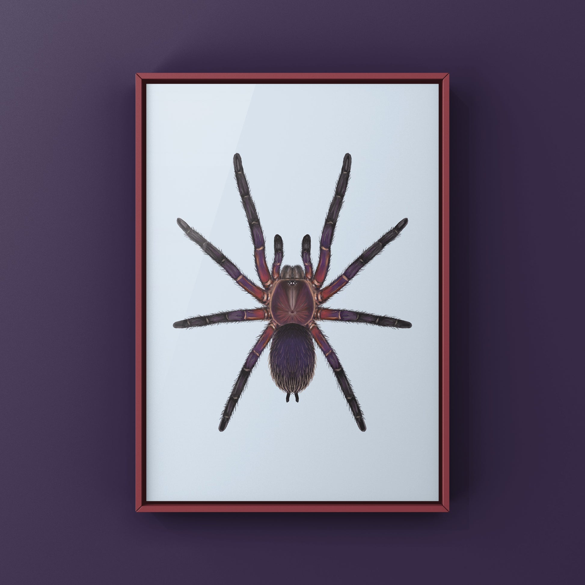 Neon Purple Blast Tarantula, Dolichothele Rufoniger, Photographic Art Print from The Silk Ranch