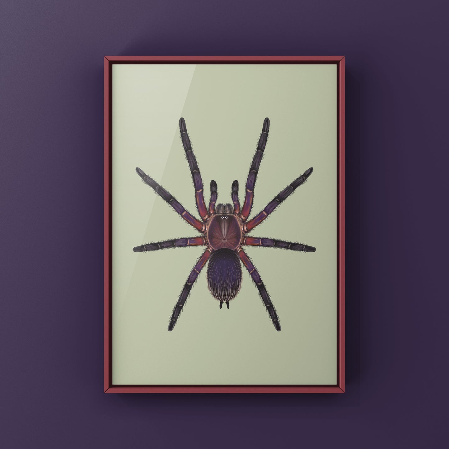 Neon Purple Blast Tarantula, Dolichothele Rufoniger, Photographic Art Print from The Silk Ranch