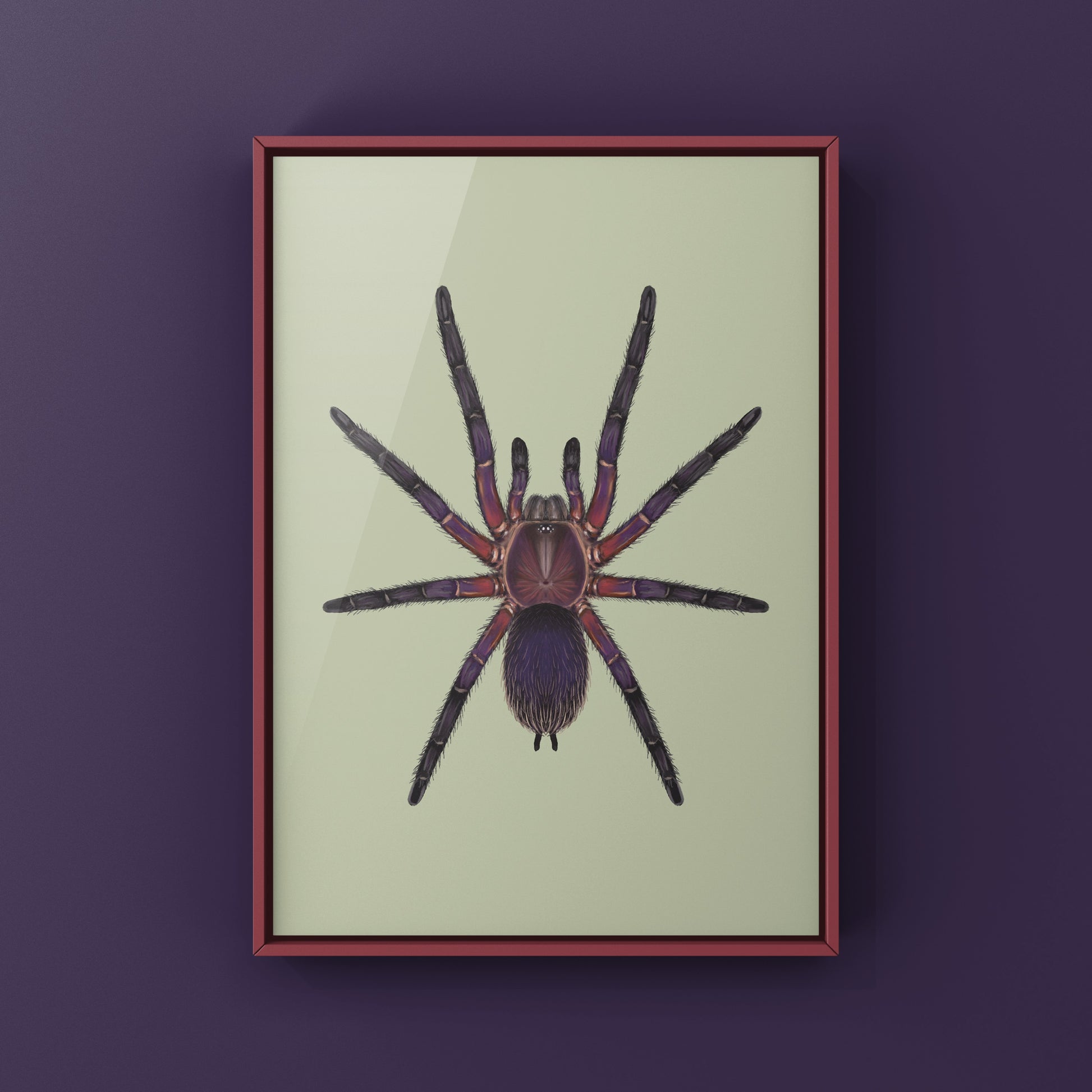Neon Purple Blast Tarantula, Dolichothele Rufoniger, Photographic Art Print from The Silk Ranch