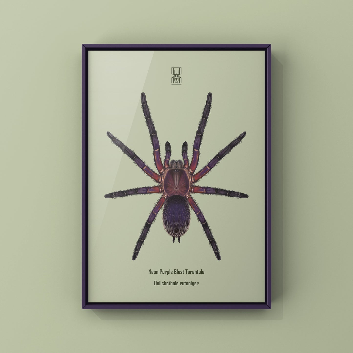 Neon Purple Blast Tarantula, Dolichothele Rufoniger, Photographic Art Print from The Silk Ranch