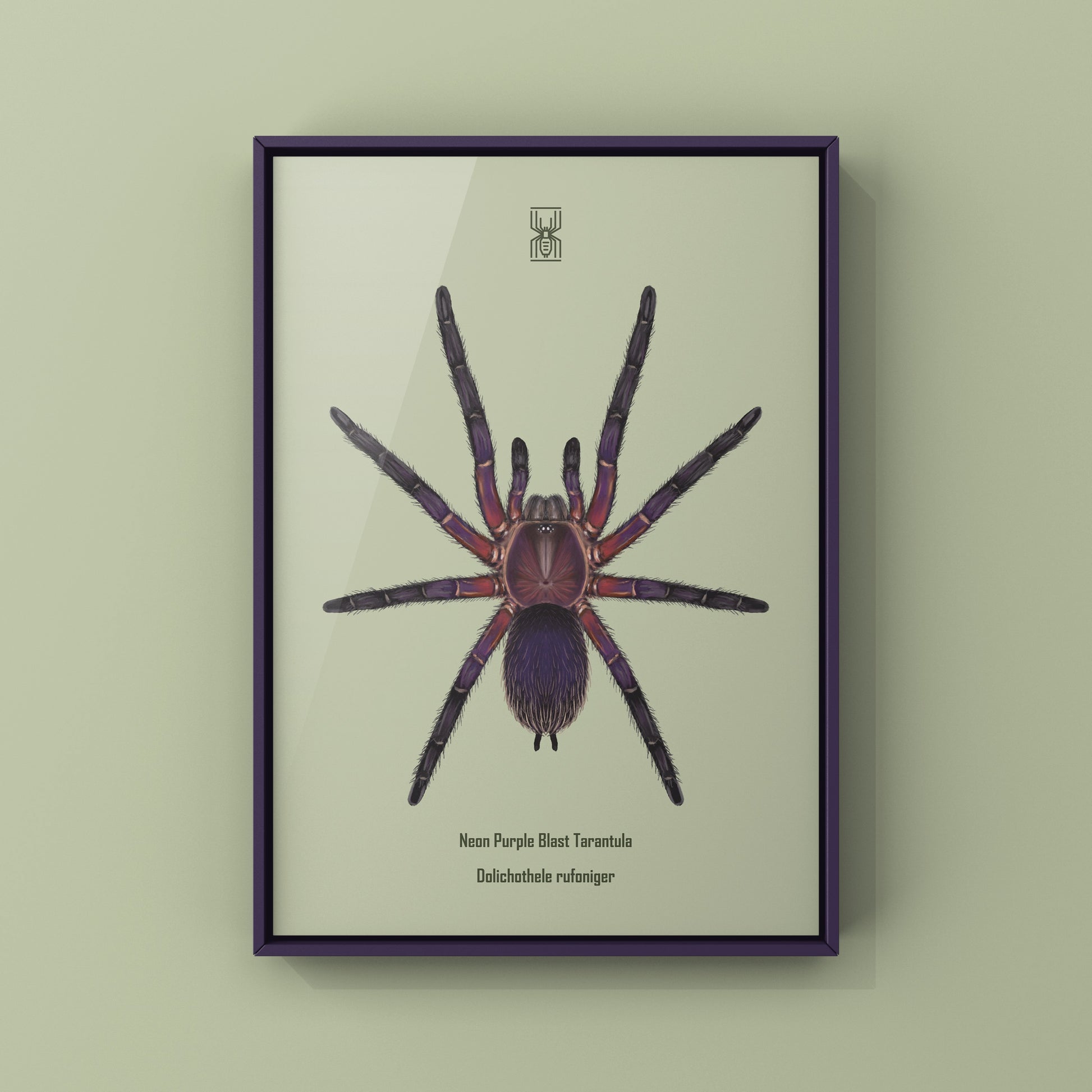 Neon Purple Blast Tarantula, Dolichothele Rufoniger, Photographic Art Print from The Silk Ranch
