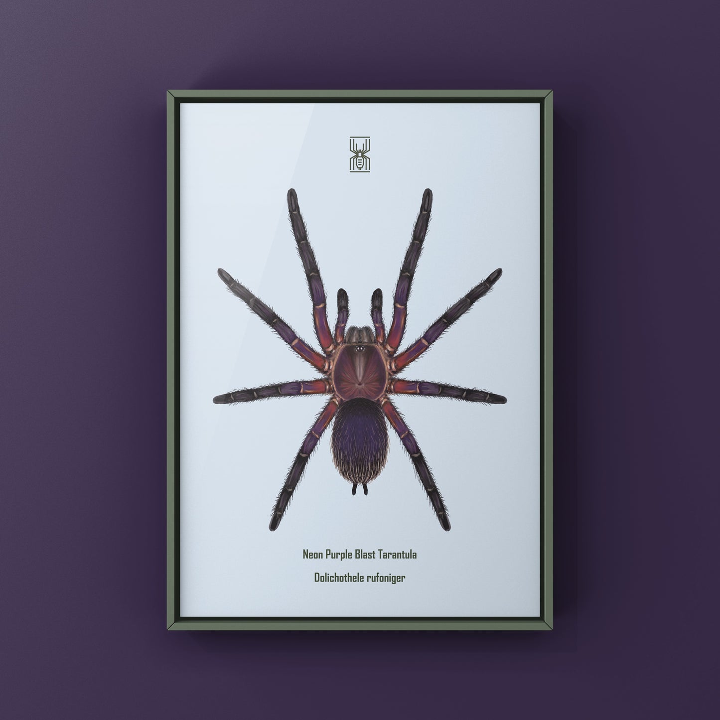 Neon Purple Blast Tarantula, Dolichothele Rufoniger, Photographic Art Print from The Silk Ranch