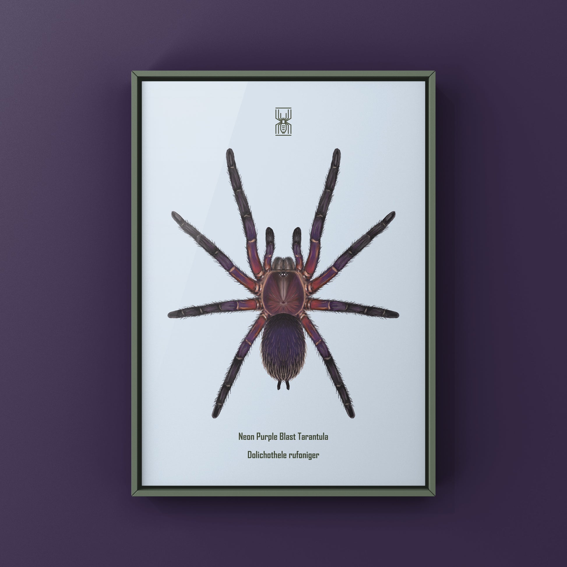 Neon Purple Blast Tarantula, Dolichothele Rufoniger, Photographic Art Print from The Silk Ranch
