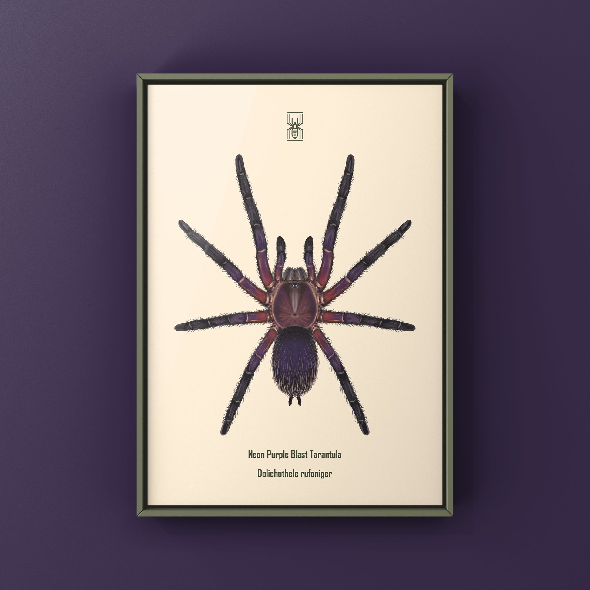 Neon Purple Blast Tarantula, Dolichothele Rufoniger, Photographic Art Print from The Silk Ranch