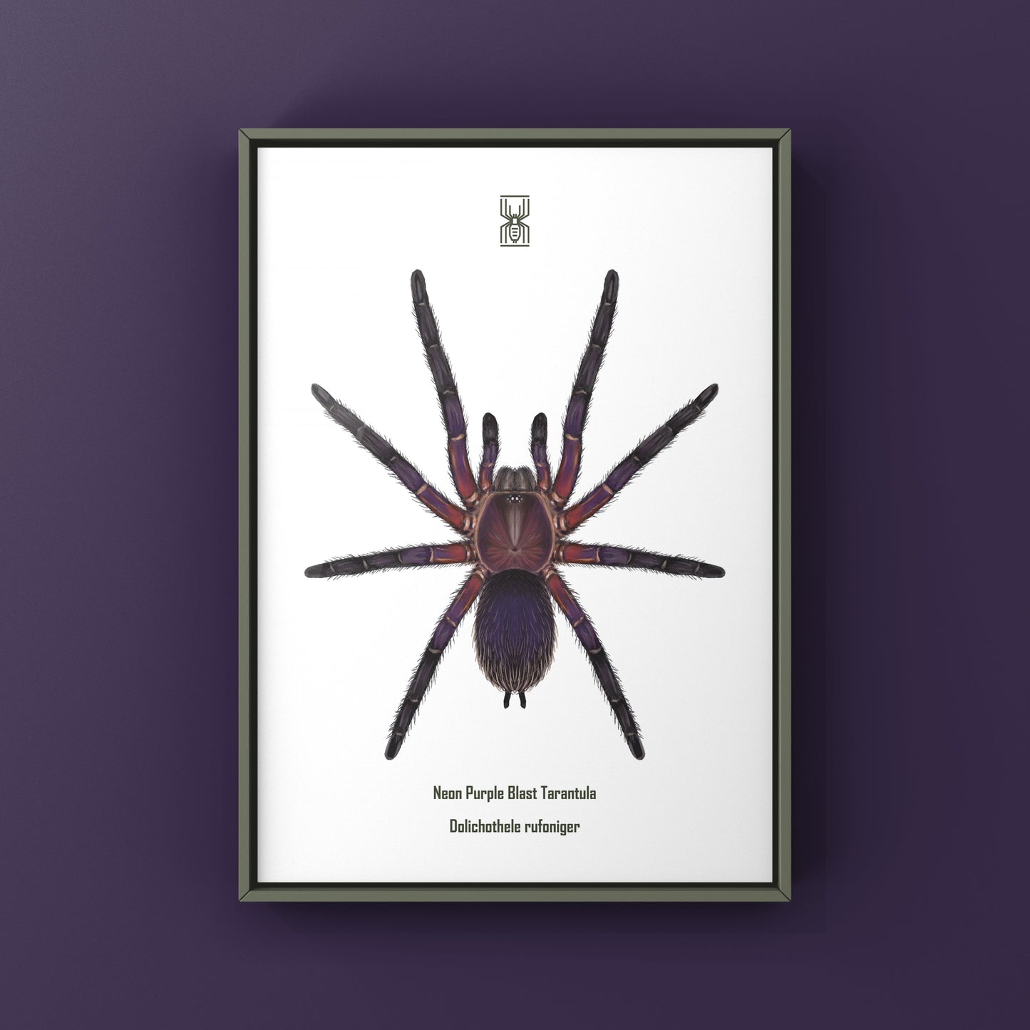 Neon Purple Blast Tarantula, Dolichothele Rufoniger, Photographic Art Print from The Silk Ranch