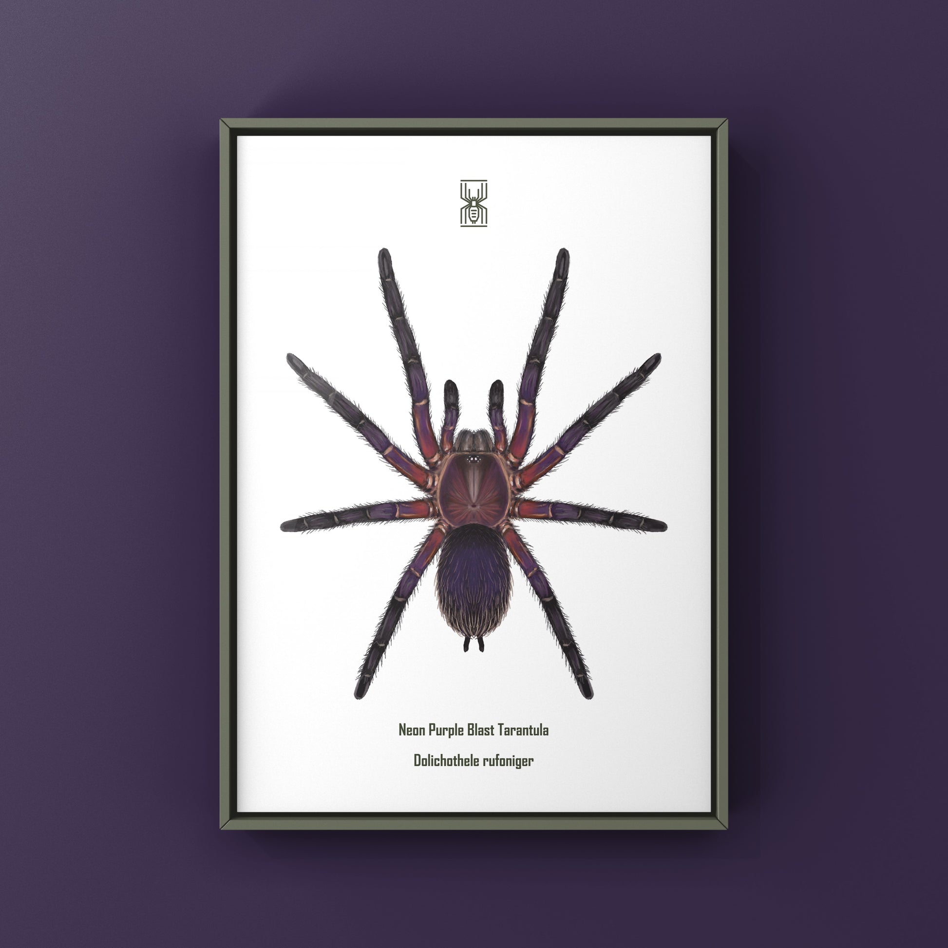 Neon Purple Blast Tarantula, Dolichothele Rufoniger, Photographic Art Print from The Silk Ranch