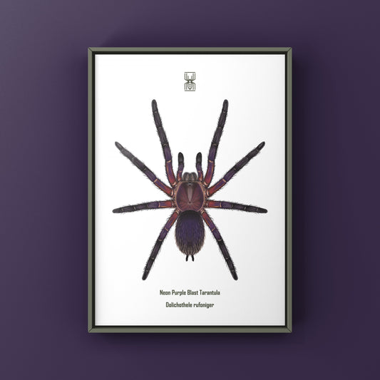 Neon Purple Blast Tarantula, Dolichothele Rufoniger, Photographic Art Print from The Silk Ranch