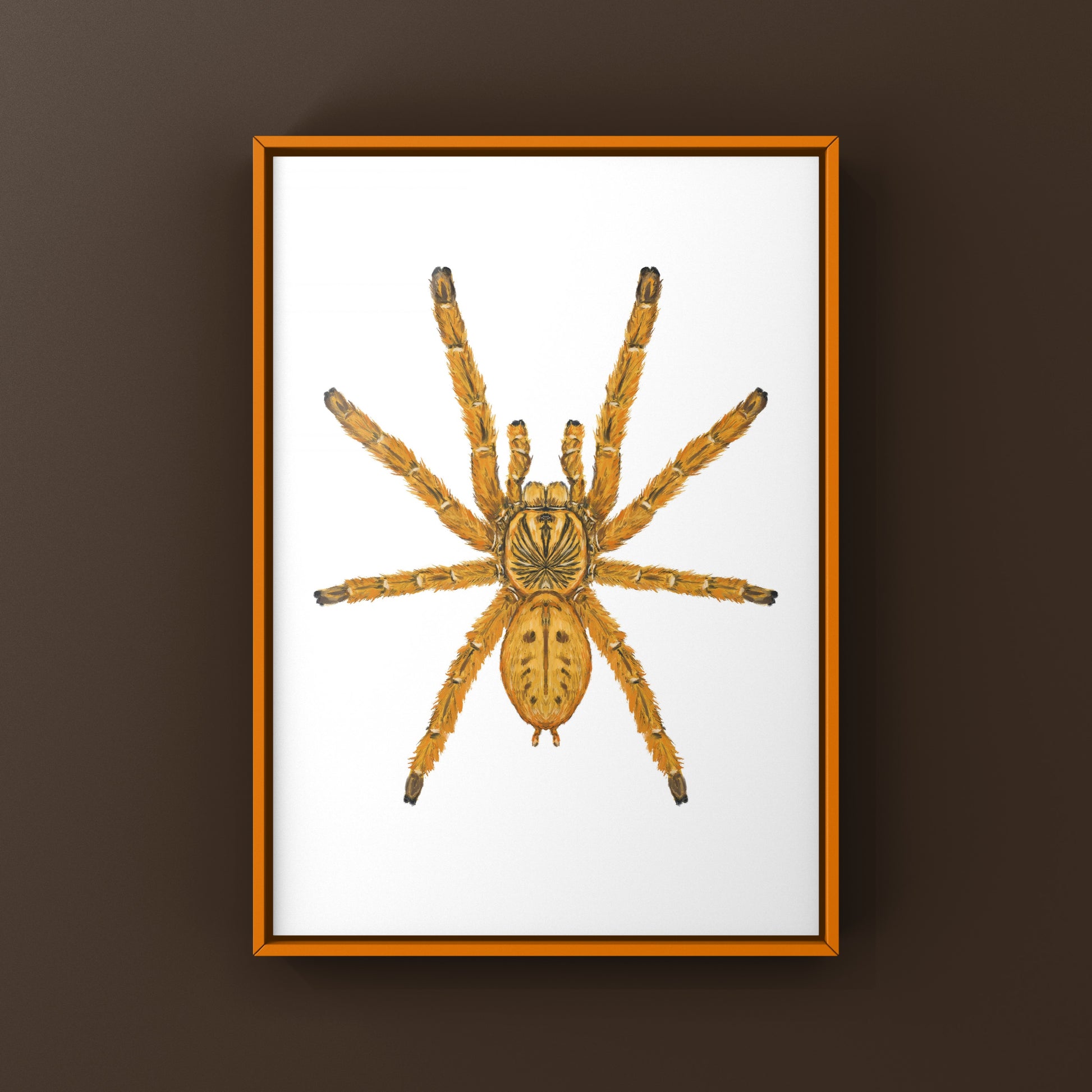 Orange Baboon Tarantula, Pterinochilus Murinus, Photographic Art Print from The Silk Ranch