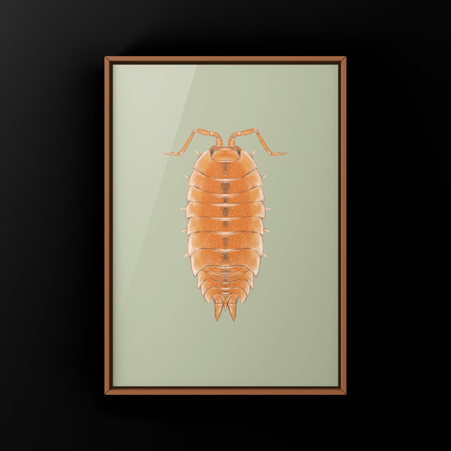 Orange Scaber Isopod, Porcellio Scaber Orange, Photographic Art Print from The Silk Ranch